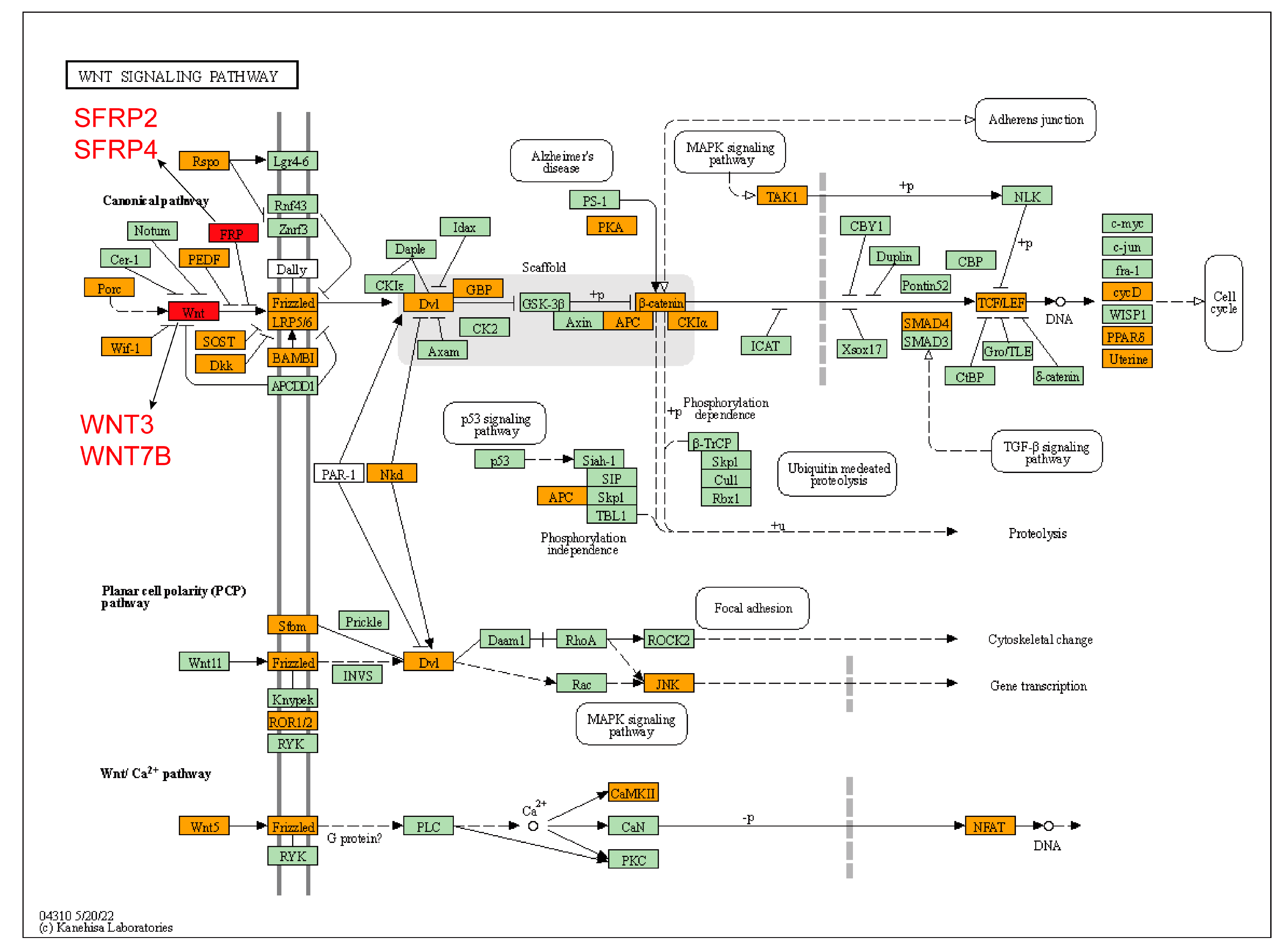 Biology 12 00591 g007 Biology 12 00591 g007