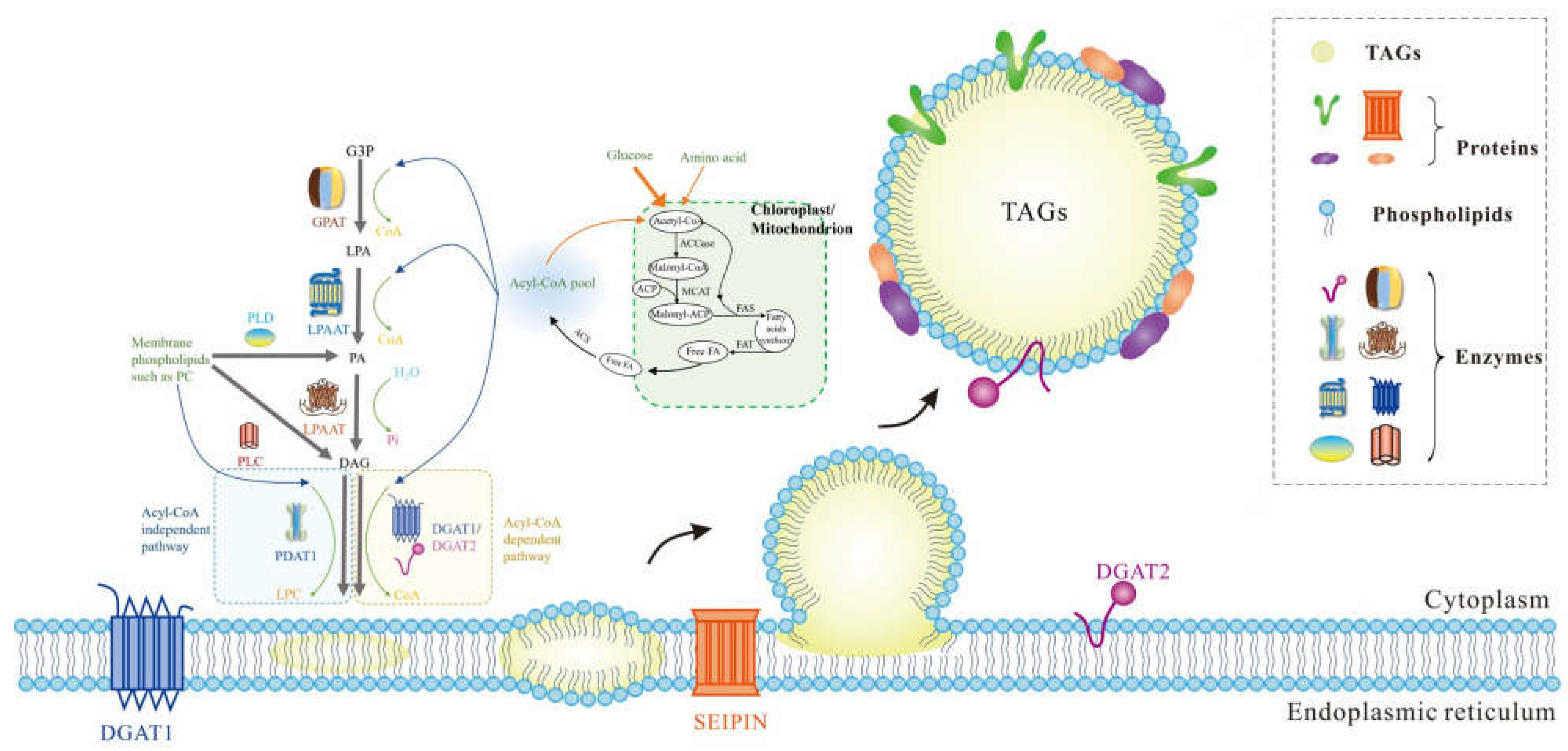 Biology 12 00594 g002 Biology 12 00594 g002