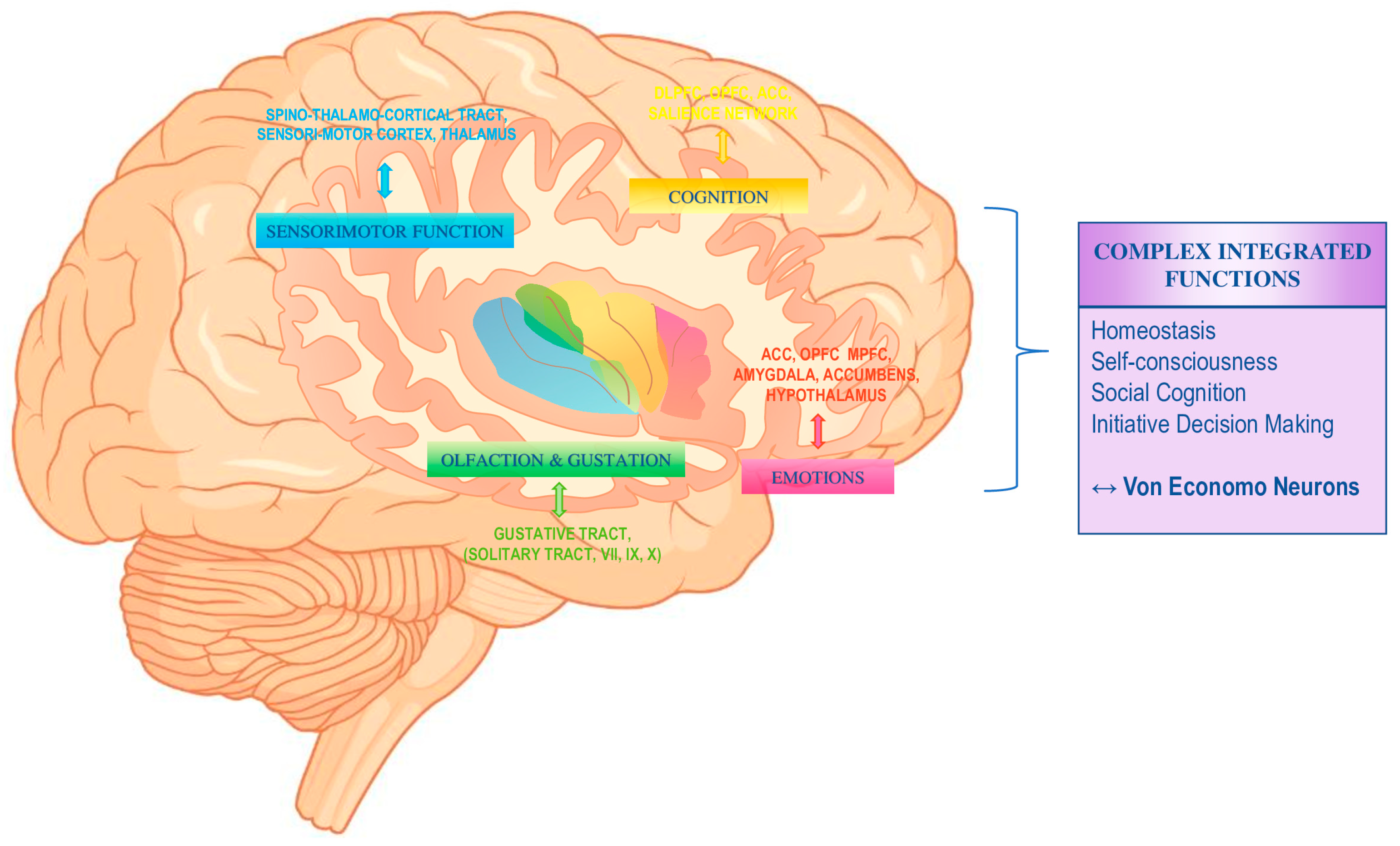 Just thinking about doing a math problem causes some people's posterior  insula—the part of the brain that reacts when you're physically…