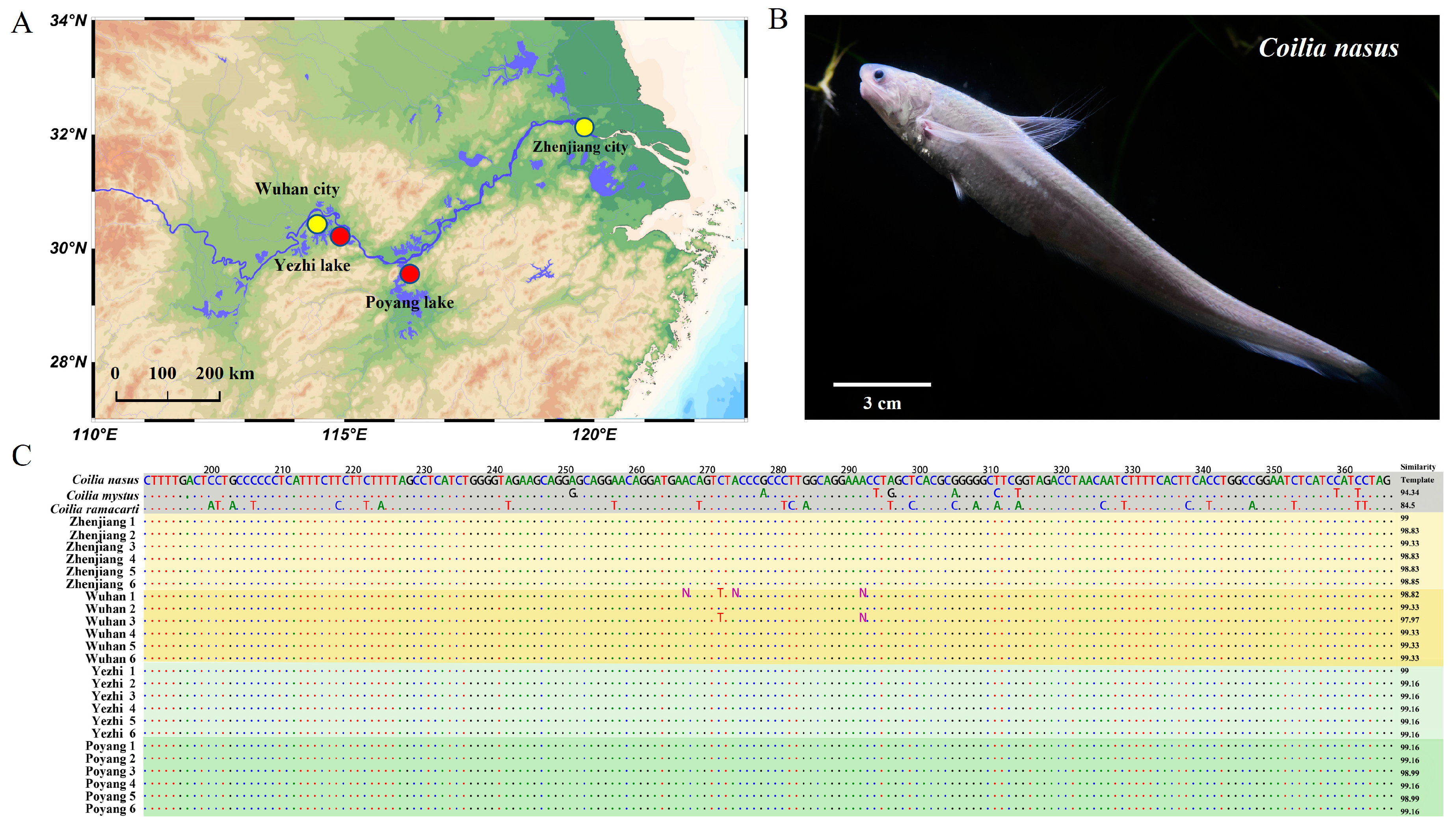Genetic Diversity and Population Structure of Coilia nasus