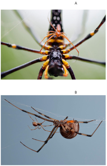 Spider species diversity in different families reported from different