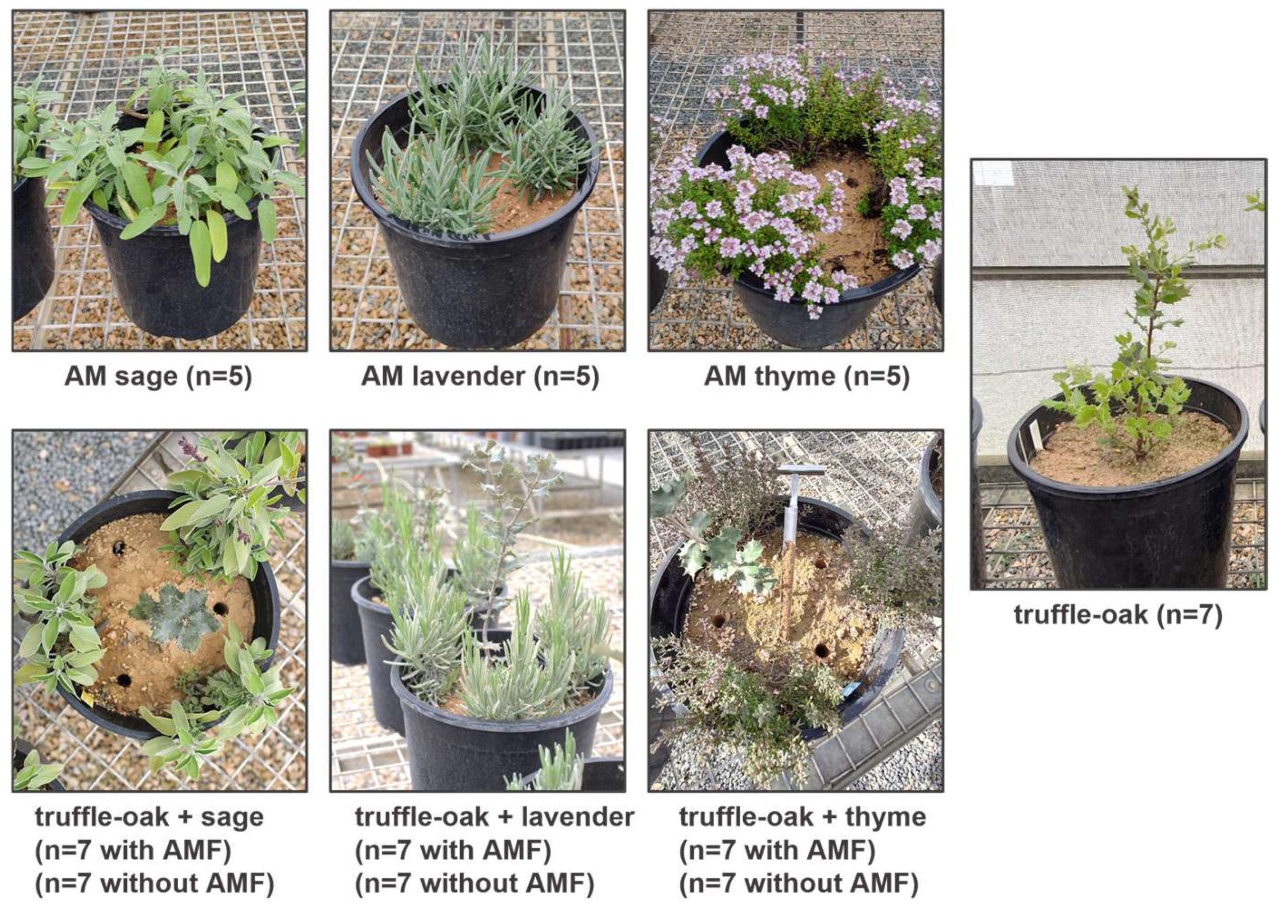 Biology 12 00628 g001 Biology 12 00628 g001