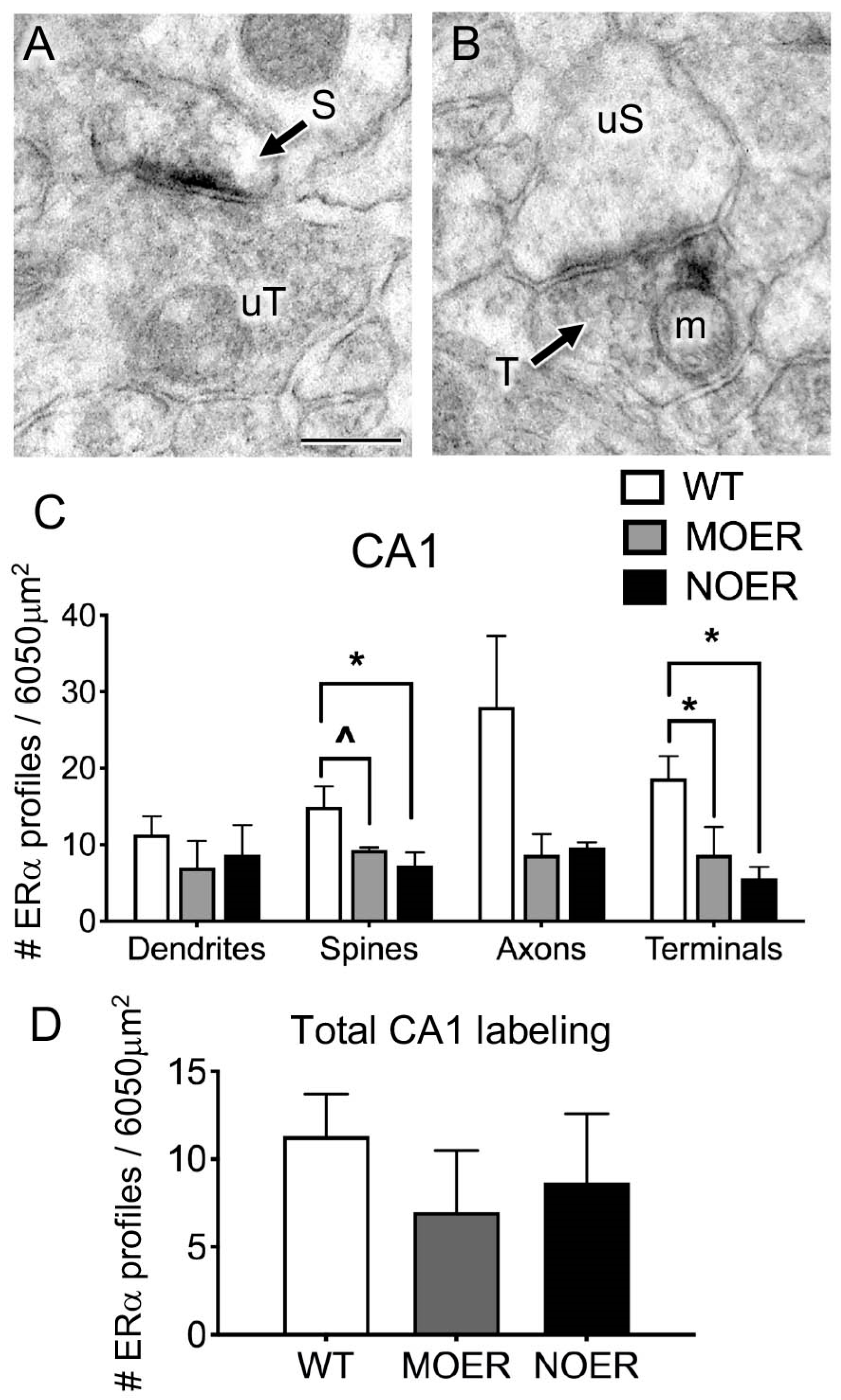 Biology 12 00632 g004 Biology 12 00632 g004