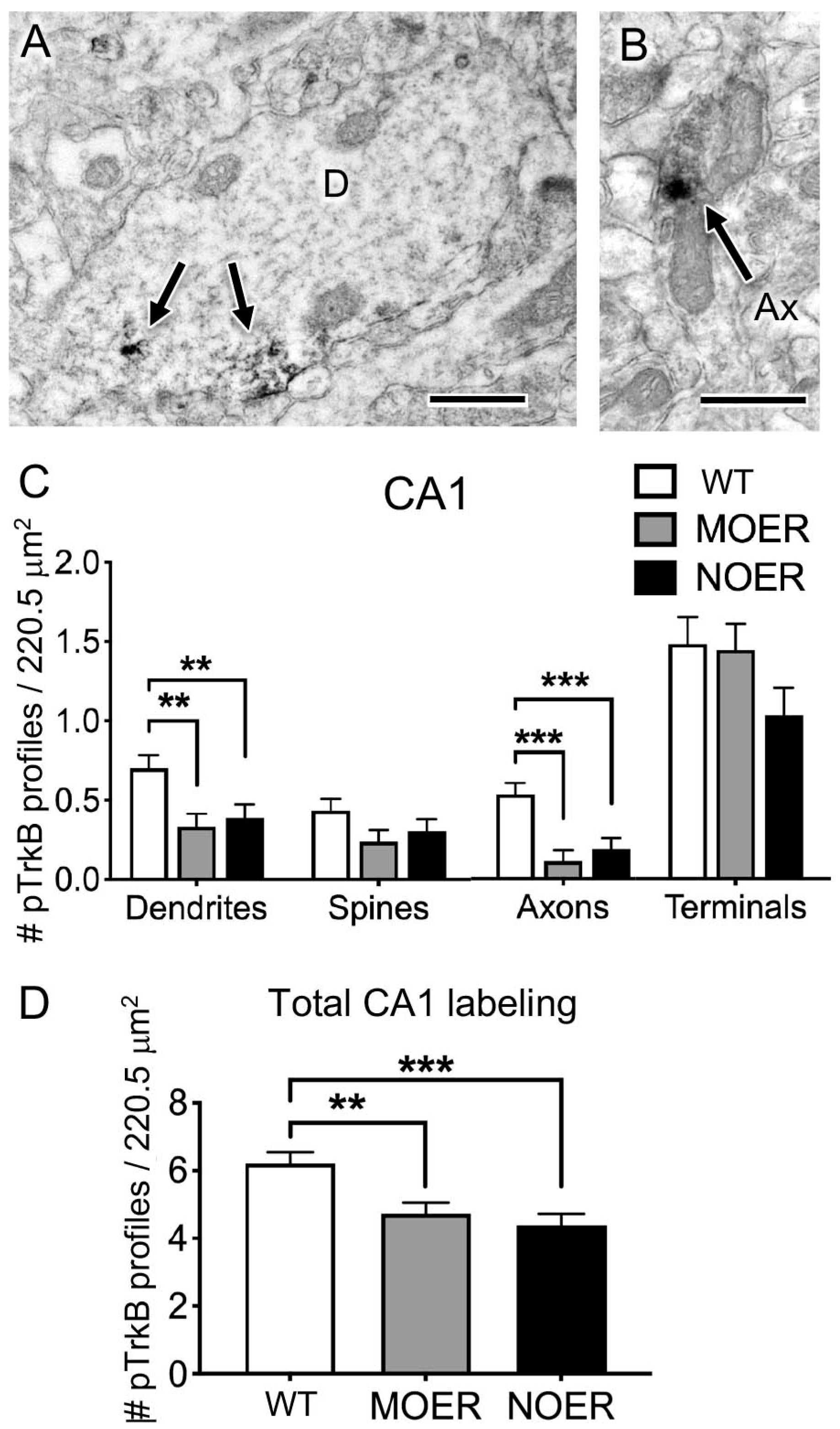 Biology 12 00632 g005 Biology 12 00632 g005
