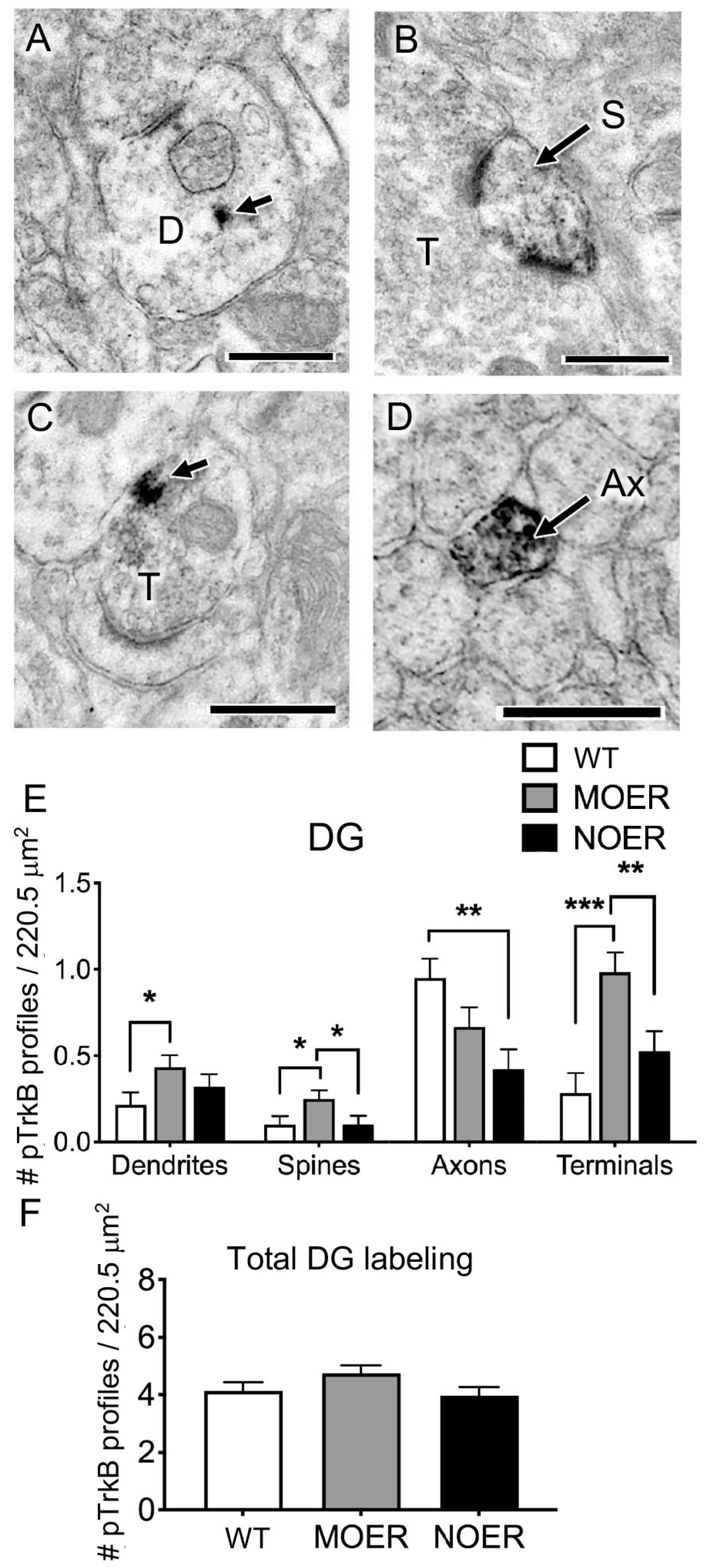 Biology 12 00632 g006 Biology 12 00632 g006