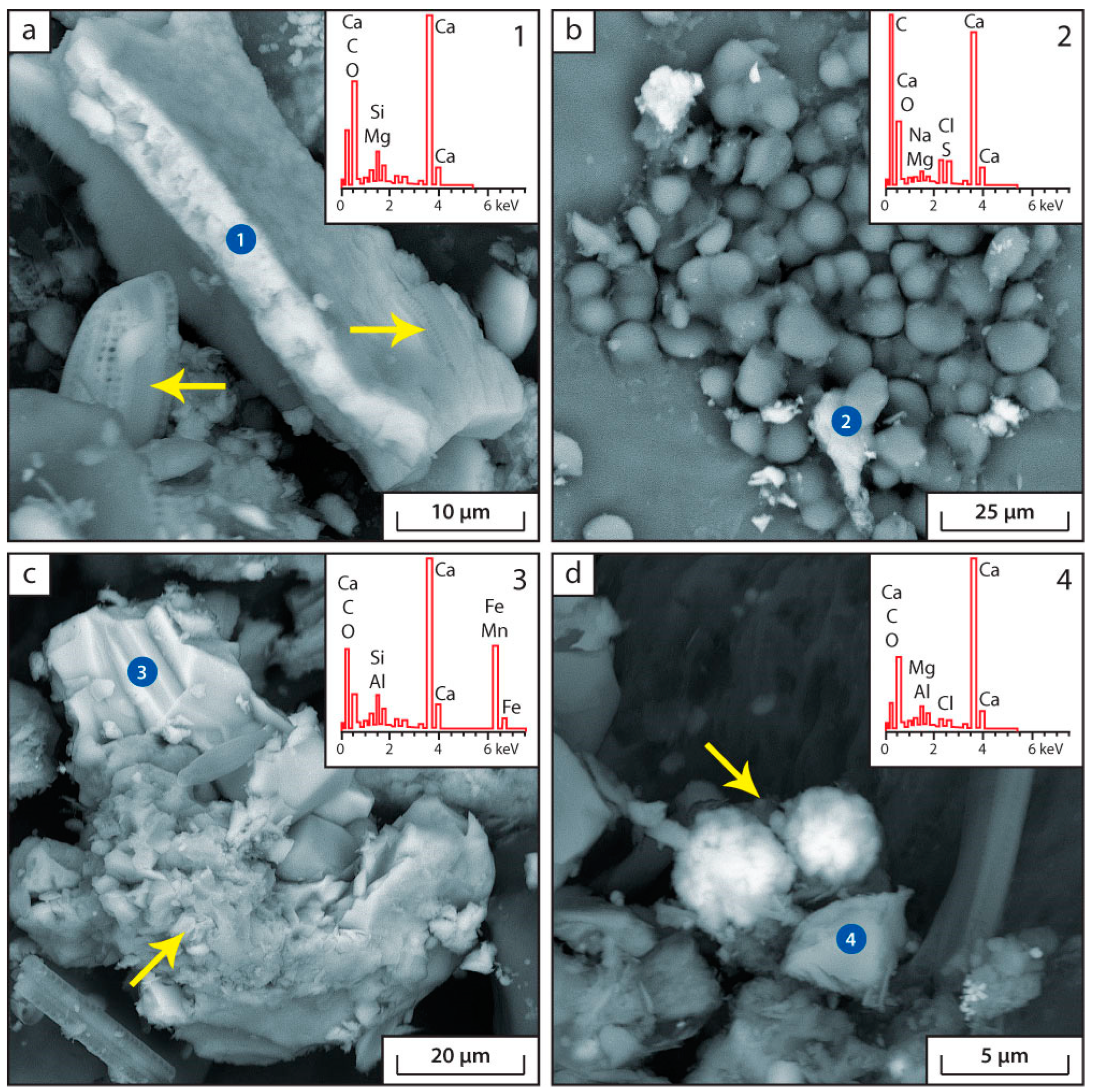 Biology 12 00642 g004
