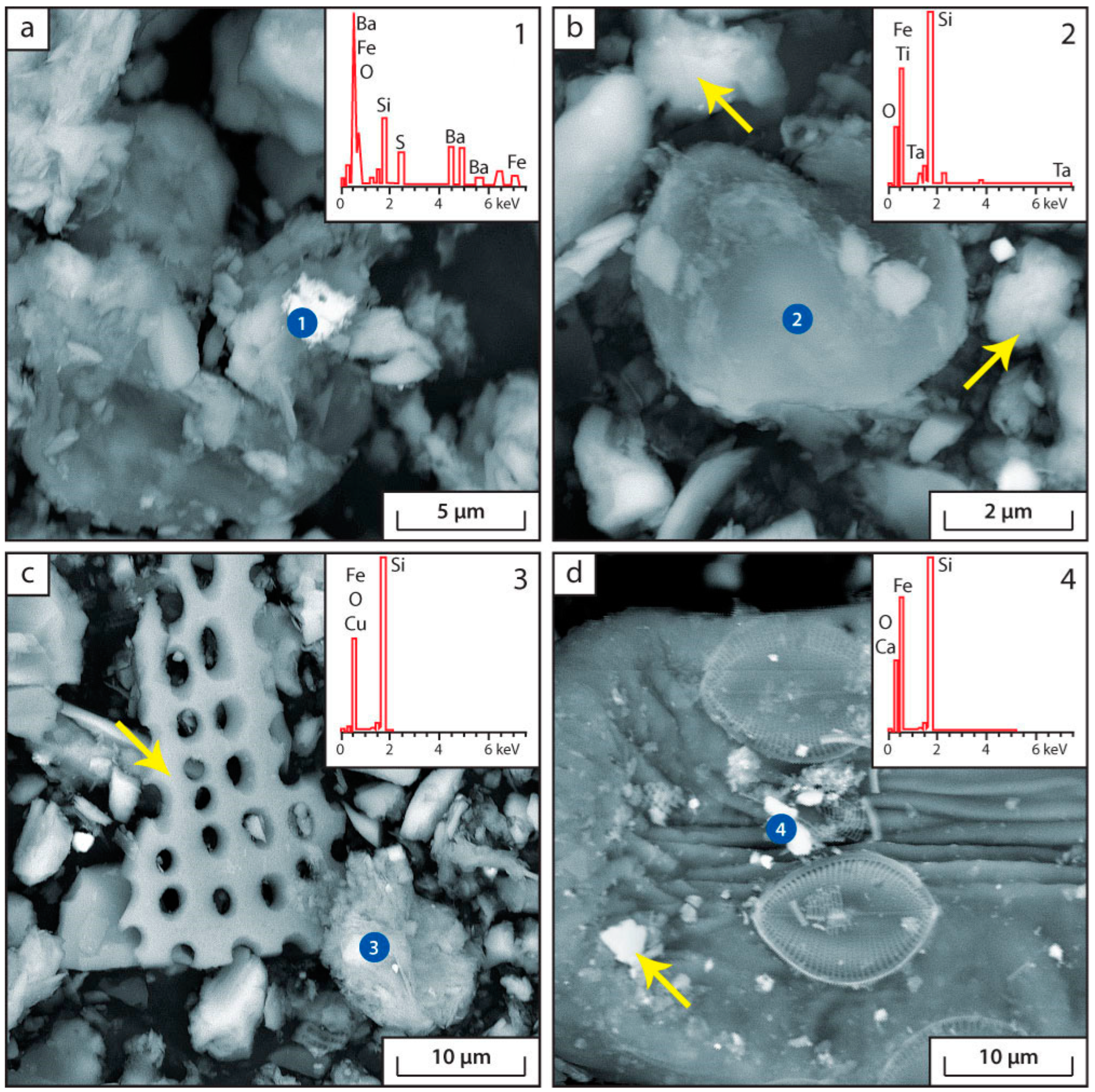 Biology 12 00642 g006