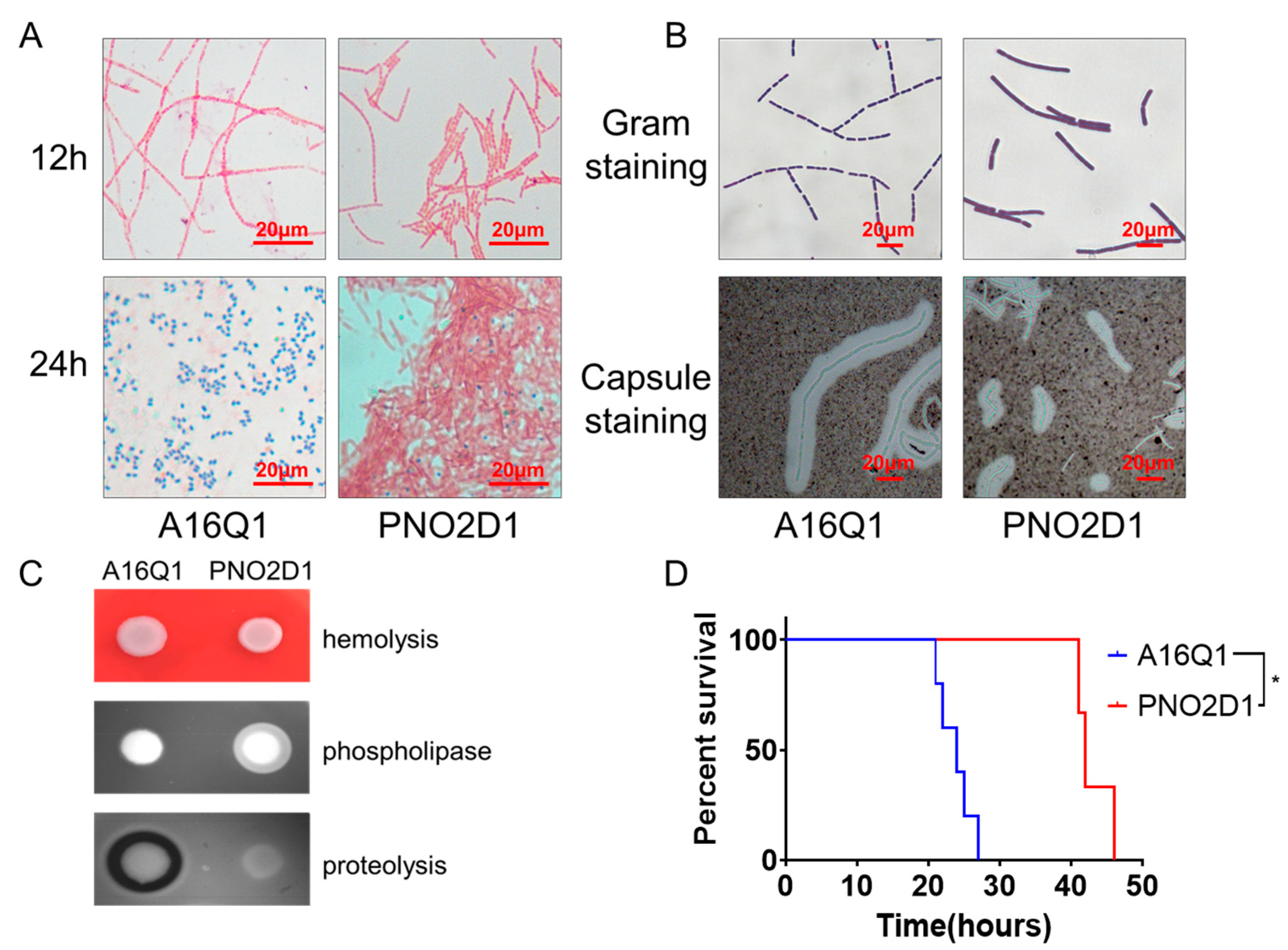 Genome Sequence and Phenotypic Analysis of a Protein Lysis