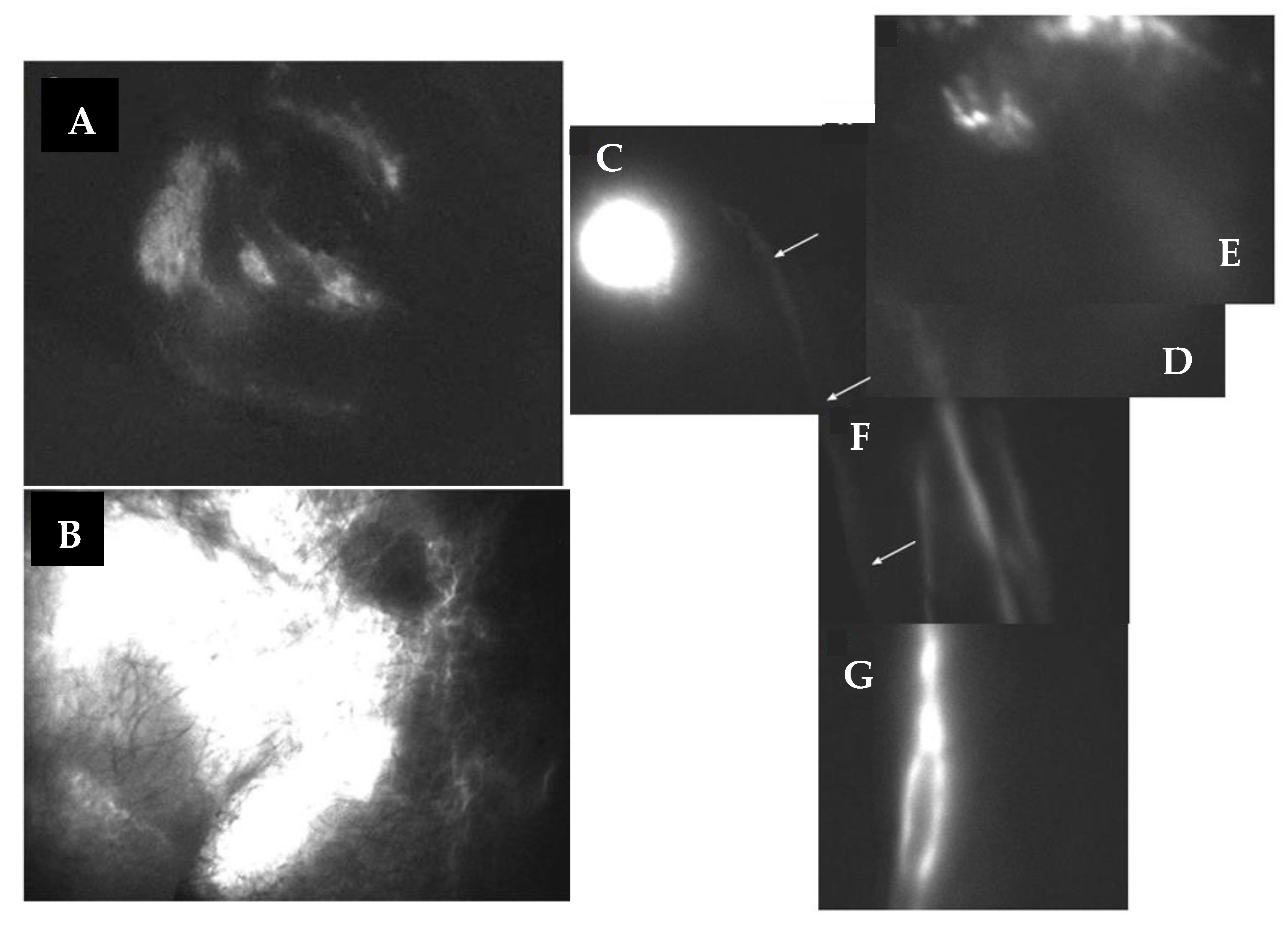 Biology 12 00646 g009