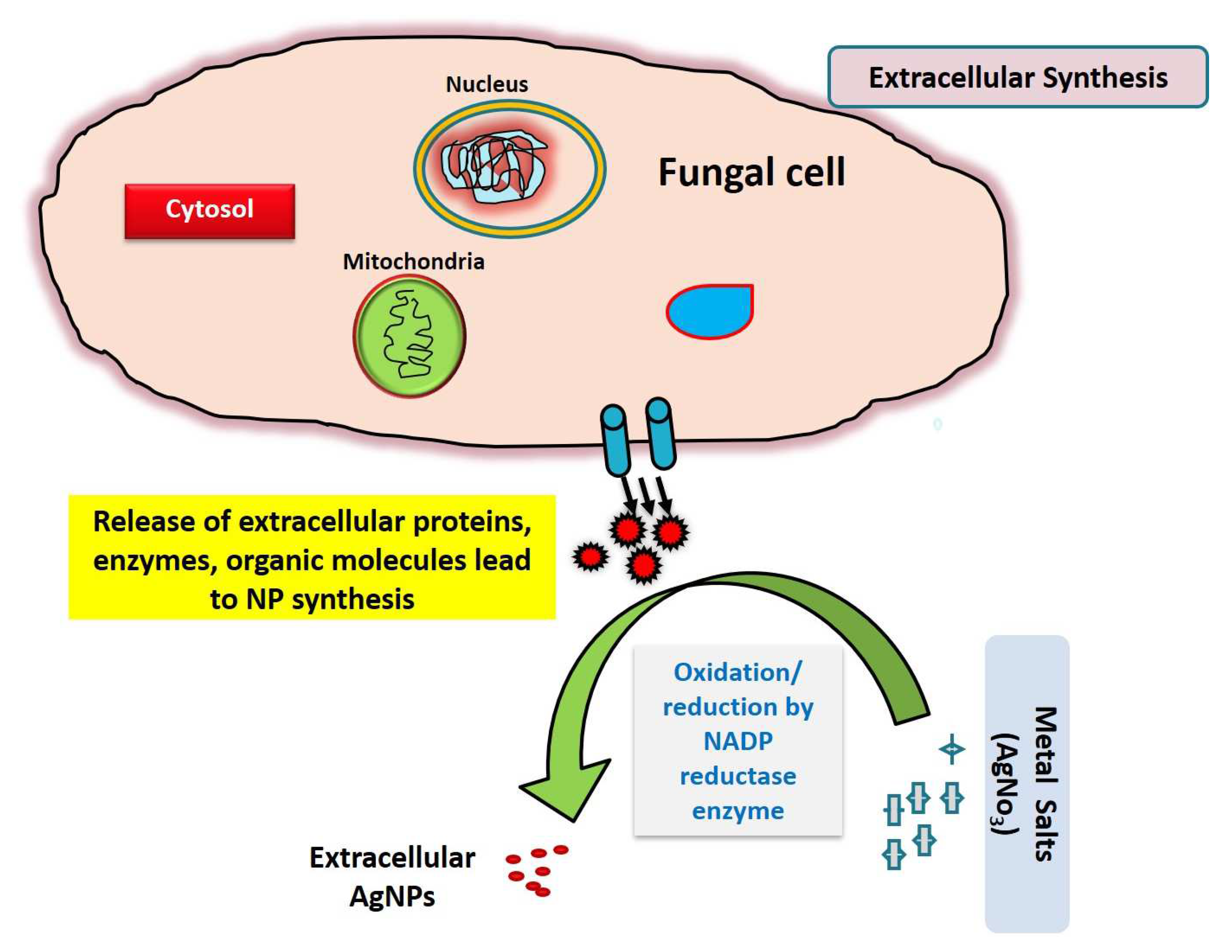 Biology 12 00661 g001