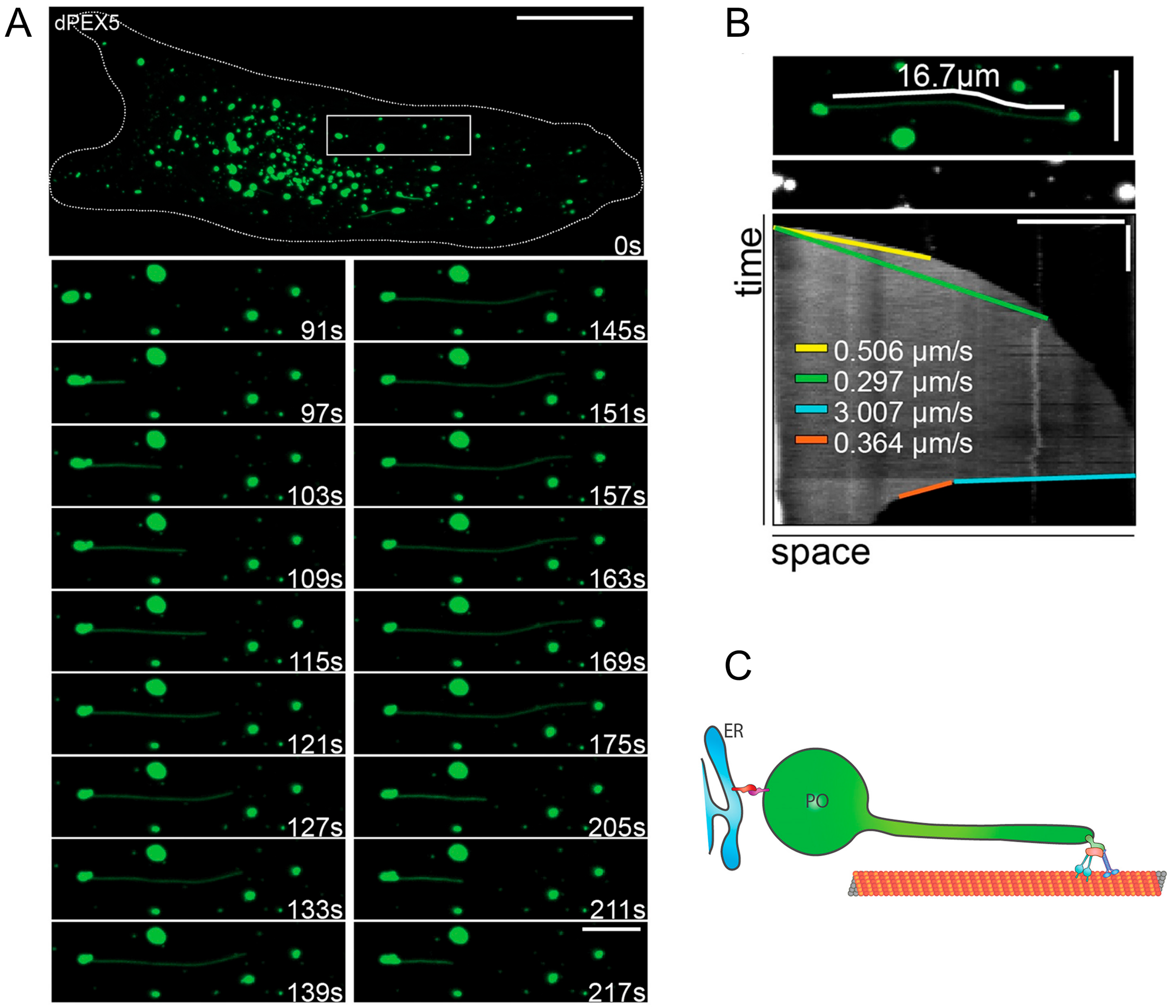 Biology 12 00664 g002