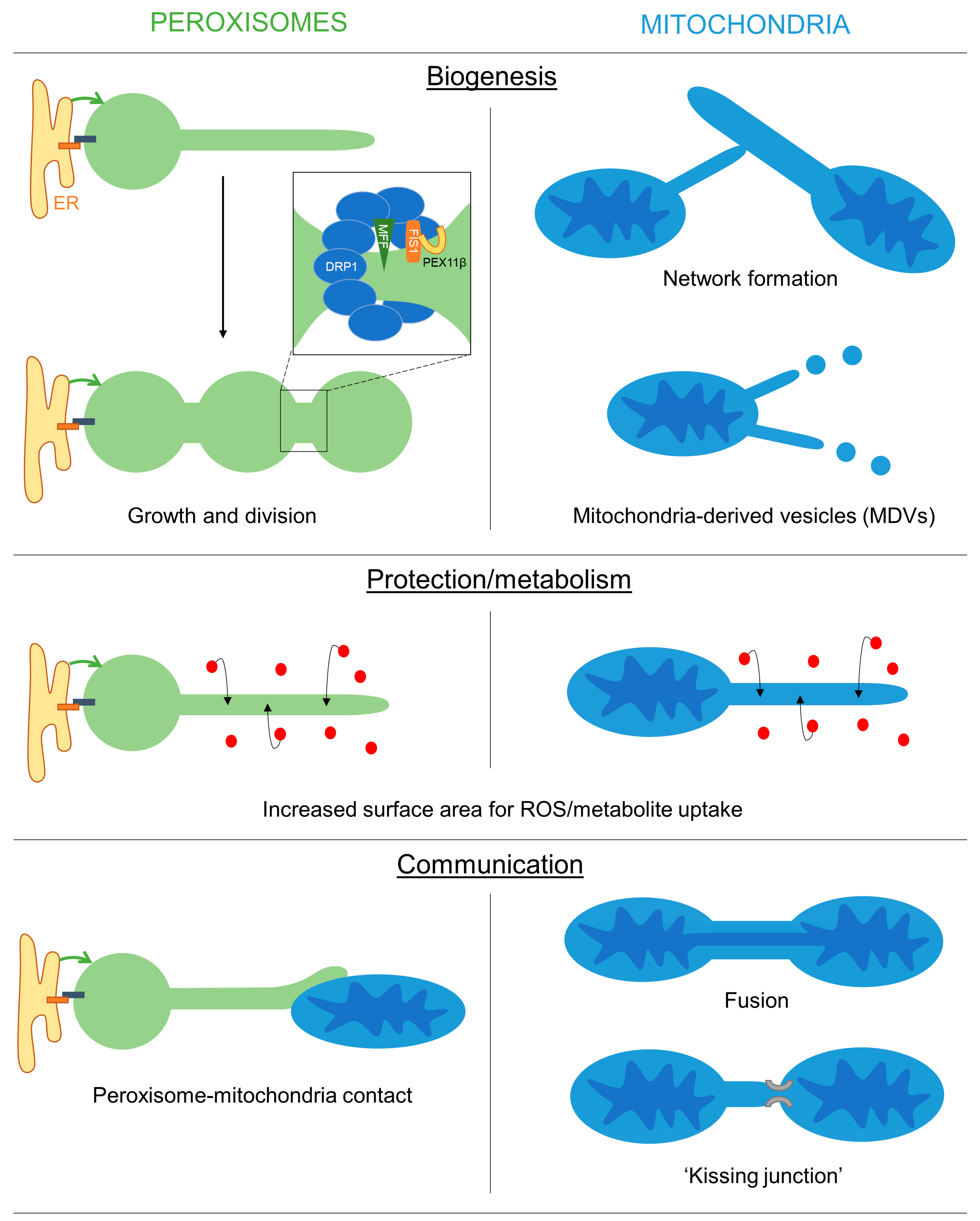 Biology 12 00664 g003