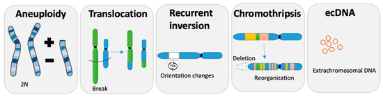 Chromosomal Instability in Genome Evolution Biology Diagrams