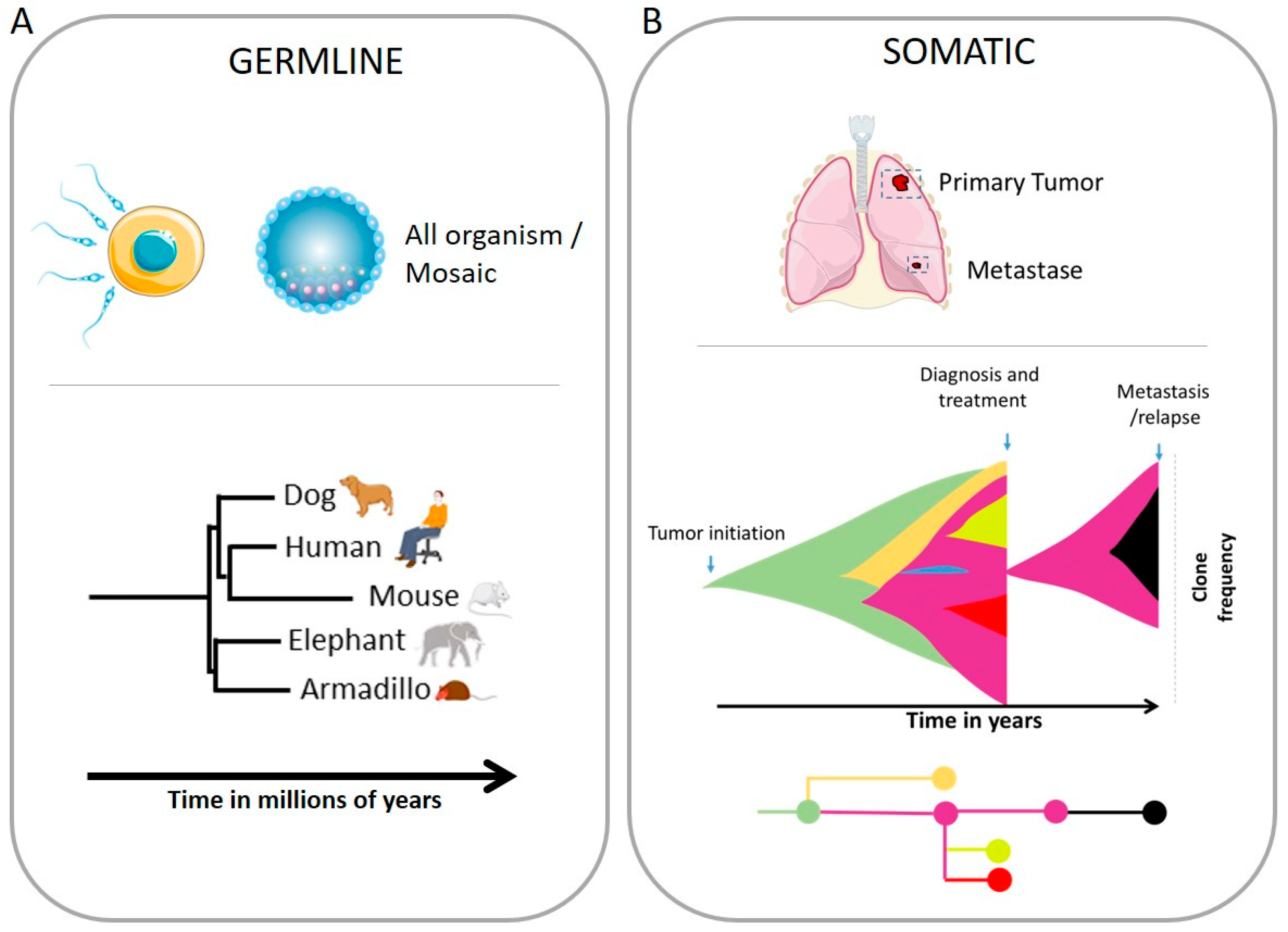 Chromosomal Instability in Genome Evolution Biology Diagrams