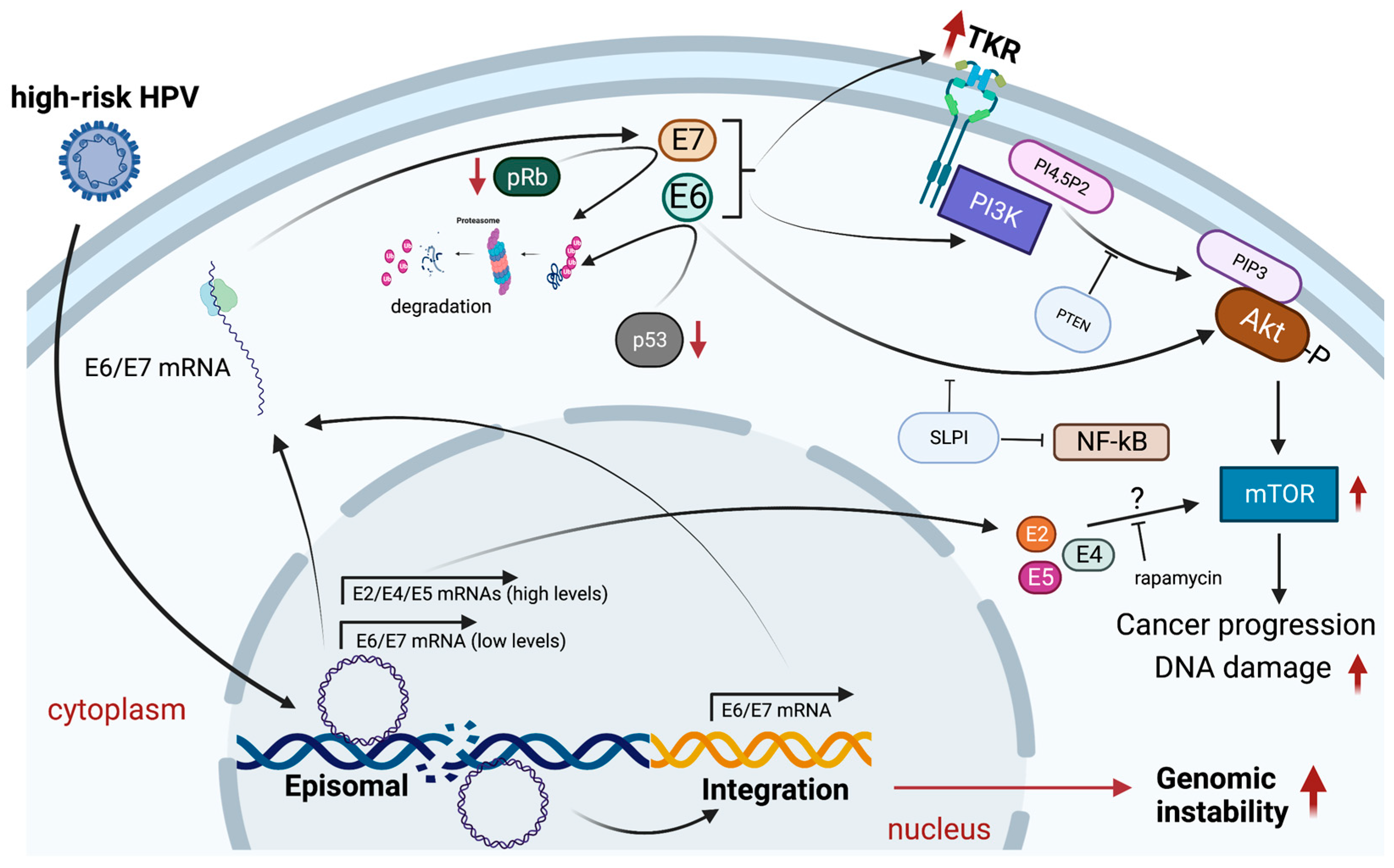 Biology 12 00672 g002 Biology 12 00672 g002