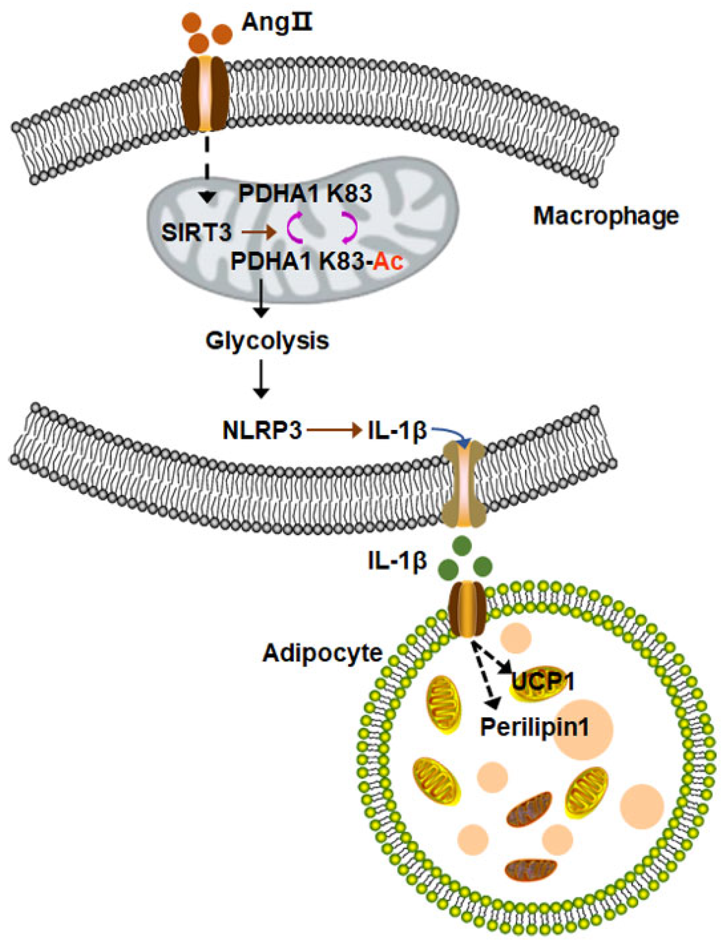 Biology 12 00686 g002 Biology 12 00686 g002