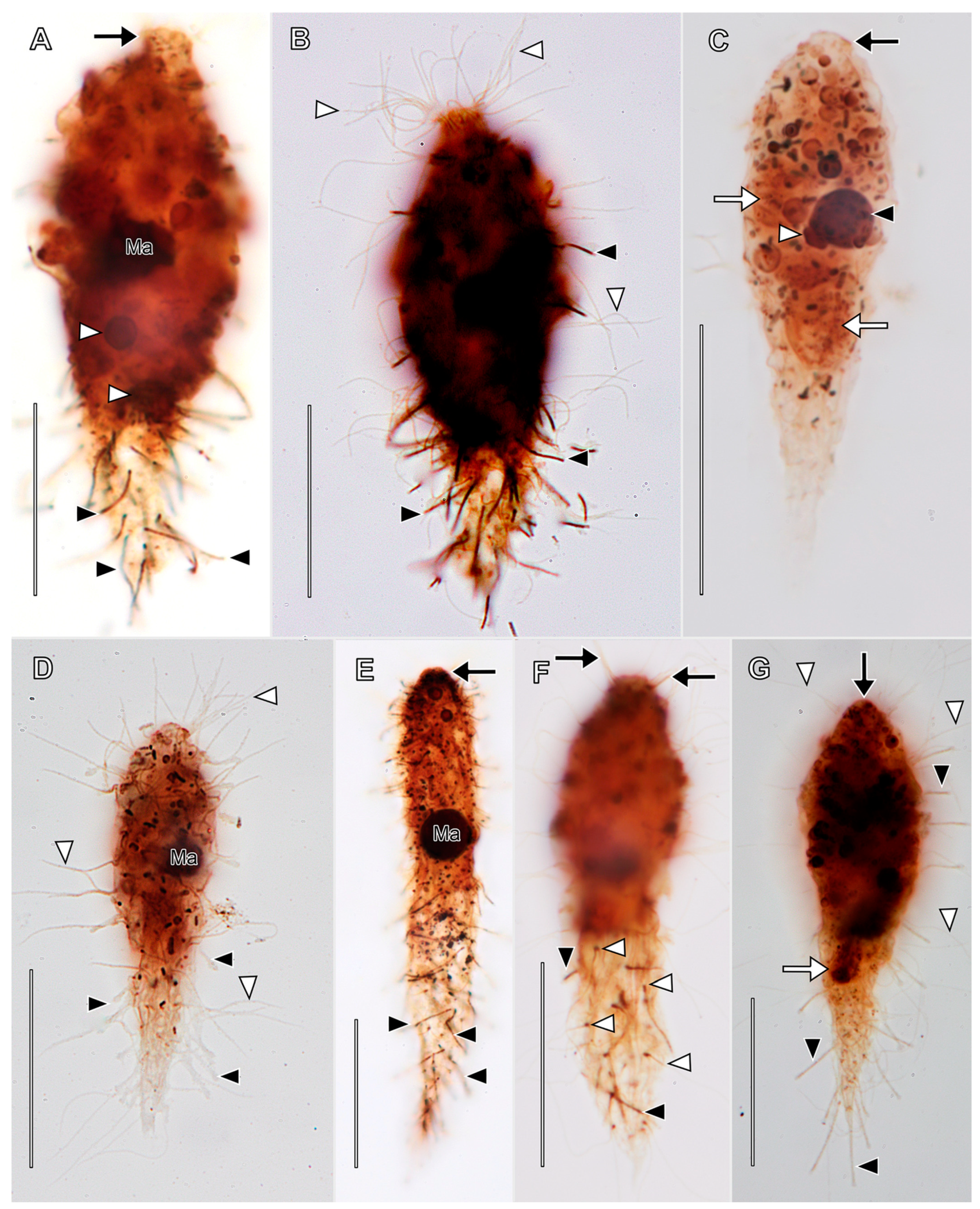 Biology 12 00707 g002 Biology 12 00707 g002