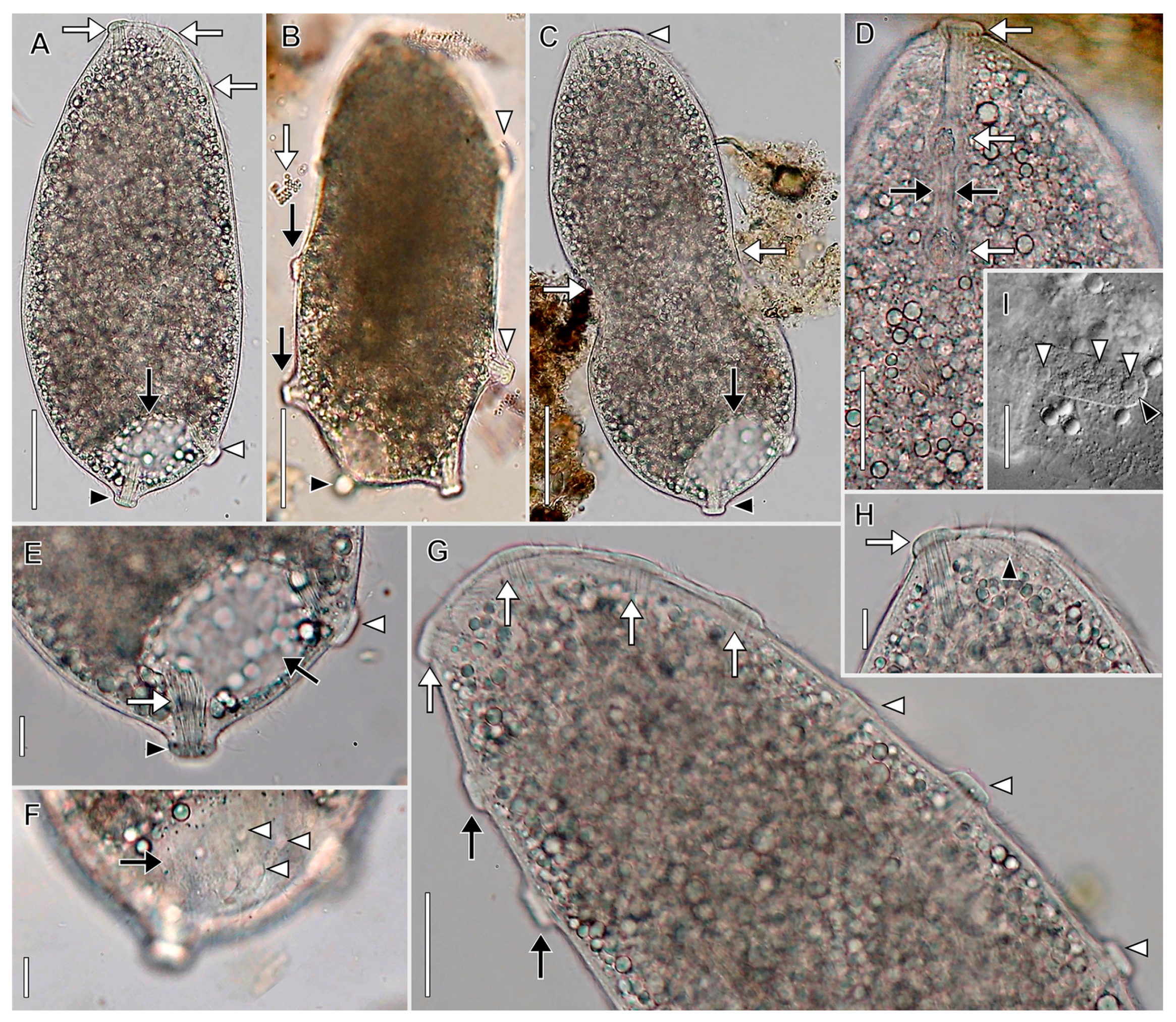 Biology 12 00707 g004 Biology 12 00707 g004