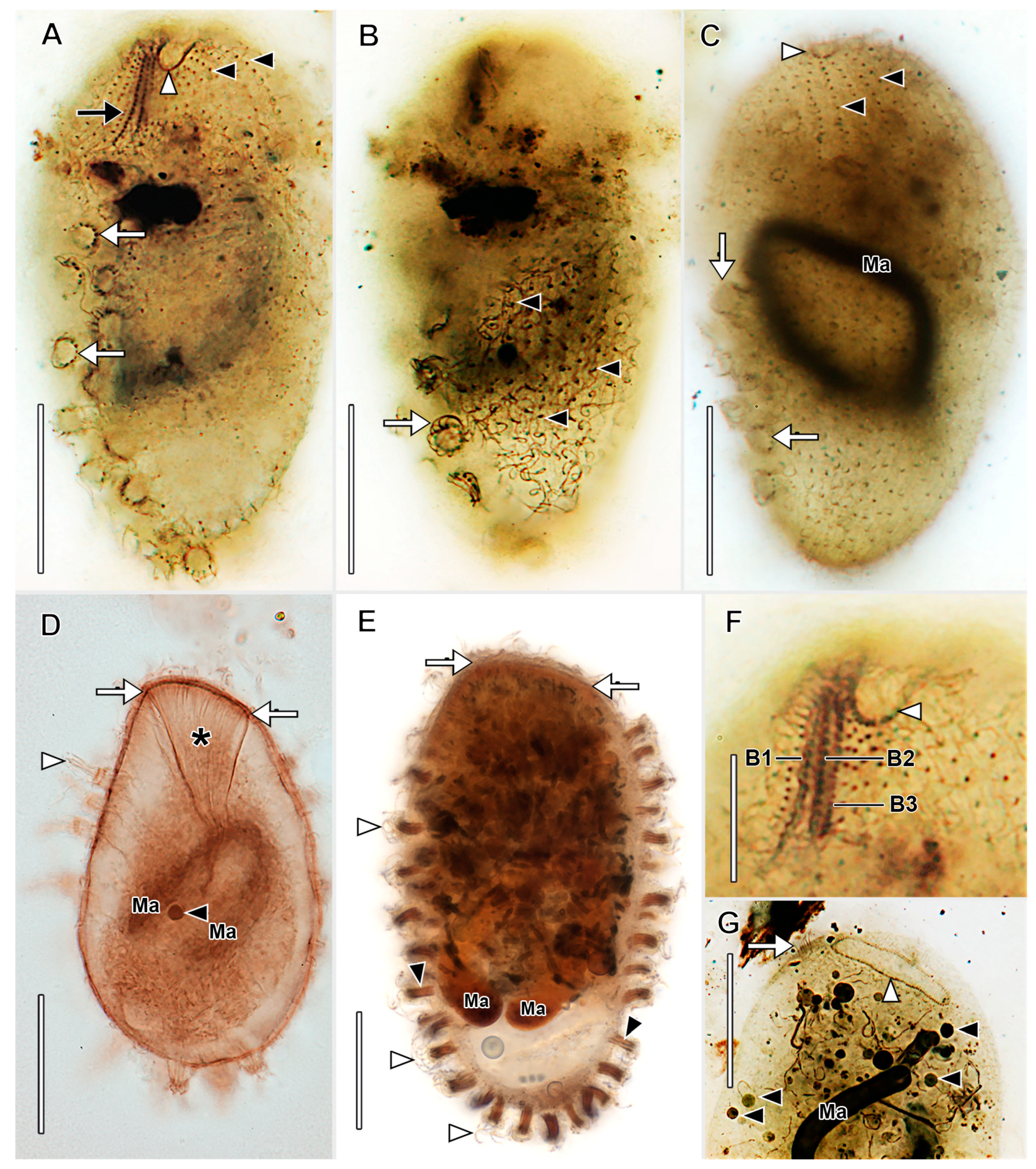 Biology 12 00707 g008 Biology 12 00707 g008
