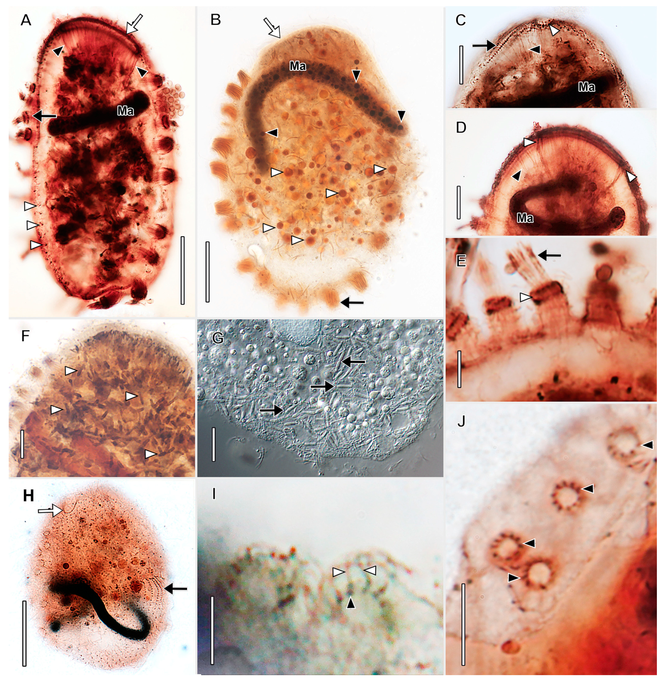 Biology 12 00707 g009 Biology 12 00707 g009