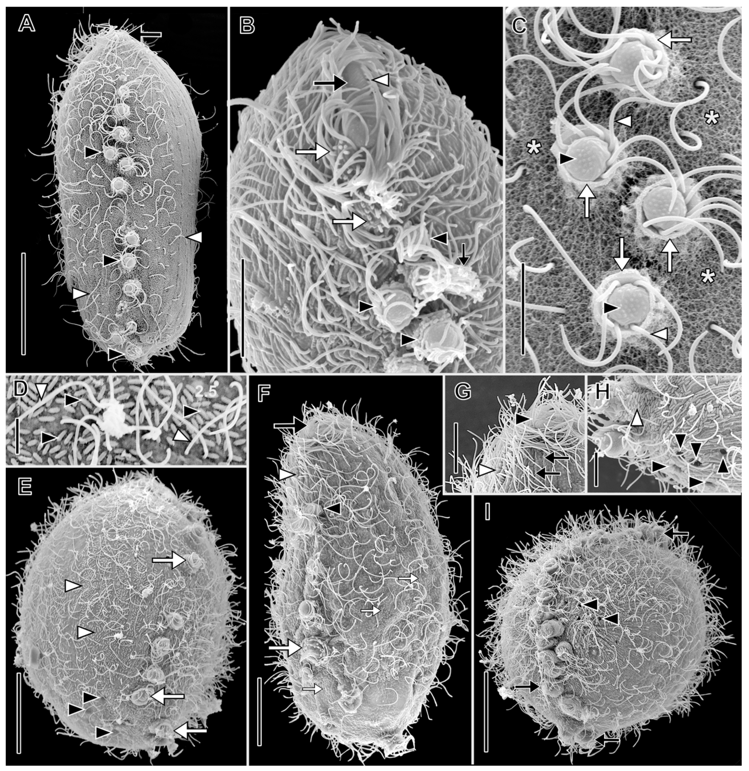 Biology 12 00707 g010 Biology 12 00707 g010