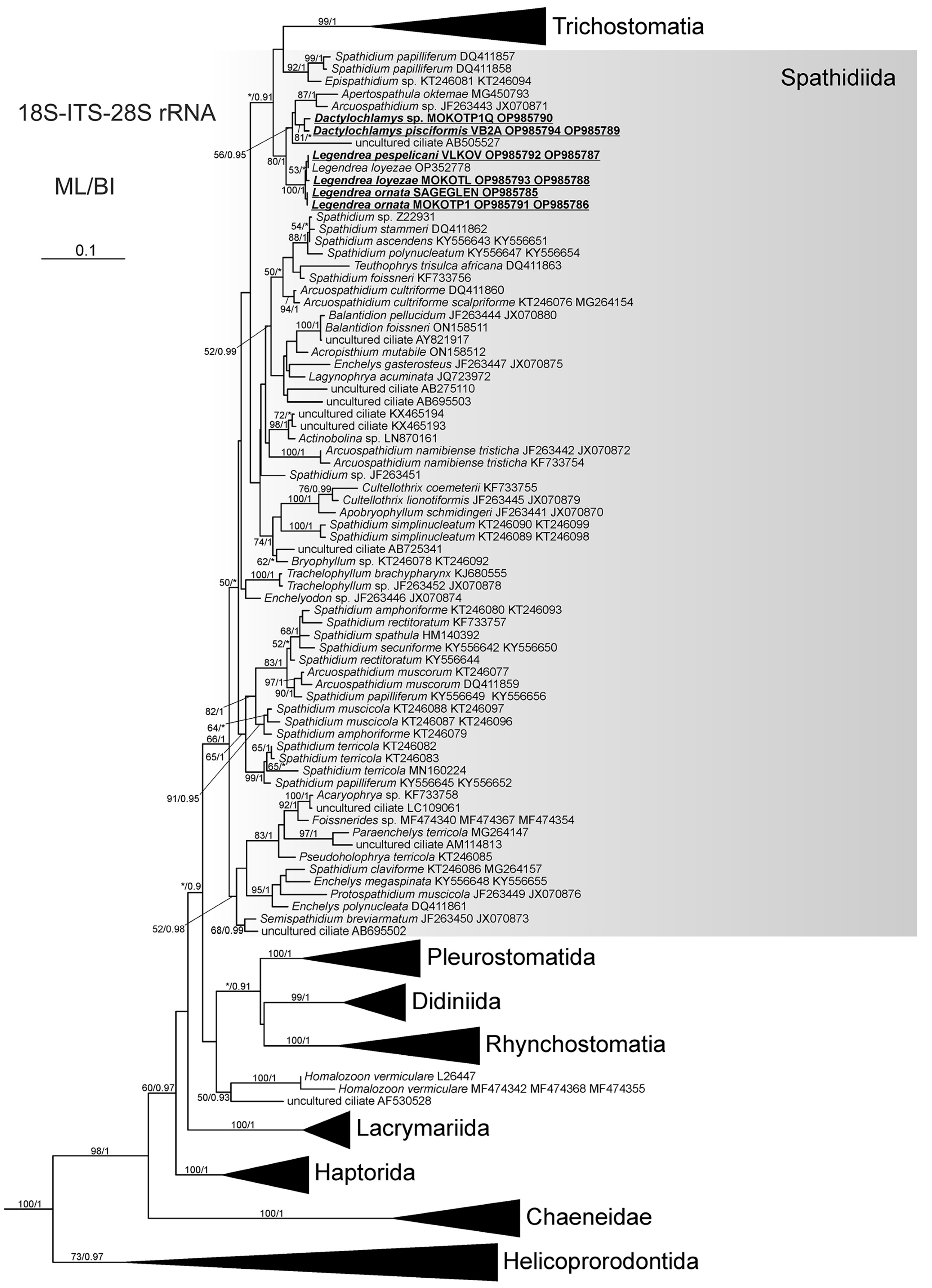 Biology 12 00707 g011 Biology 12 00707 g011