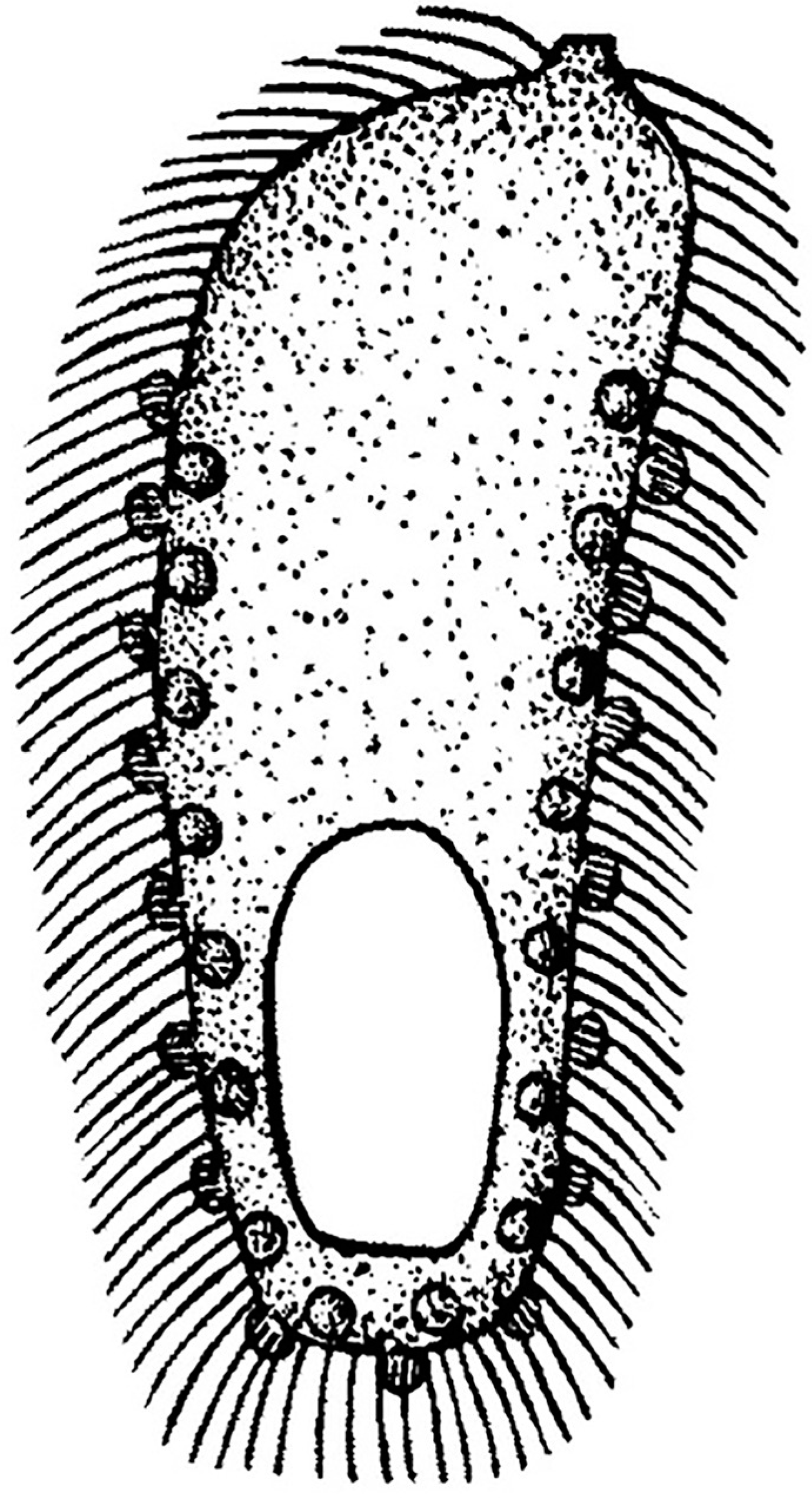 Biology 12 00707 g012 Biology 12 00707 g012