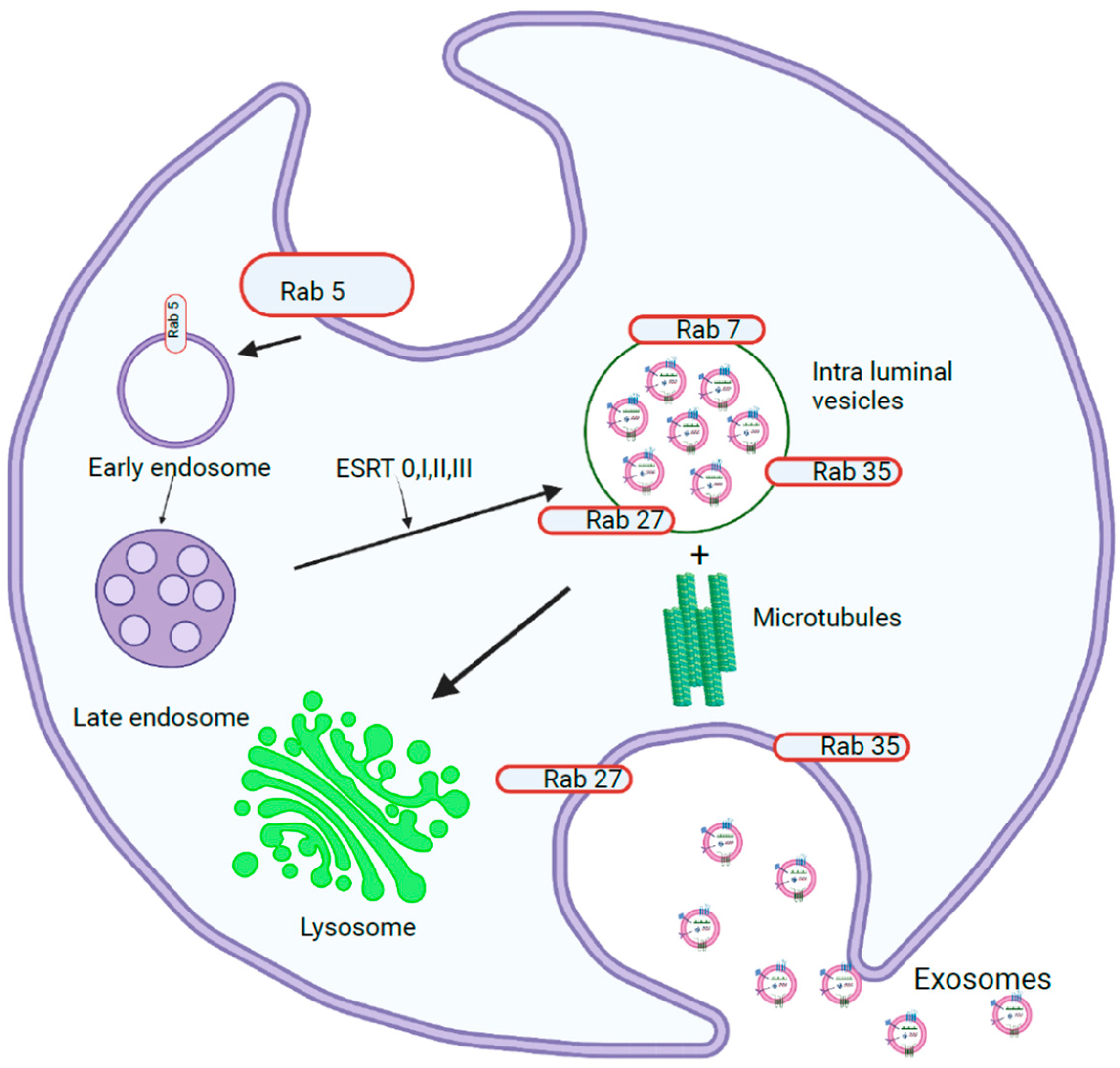 miR-130a and Tgfβ Content in Extracellular Vesicles Derived from