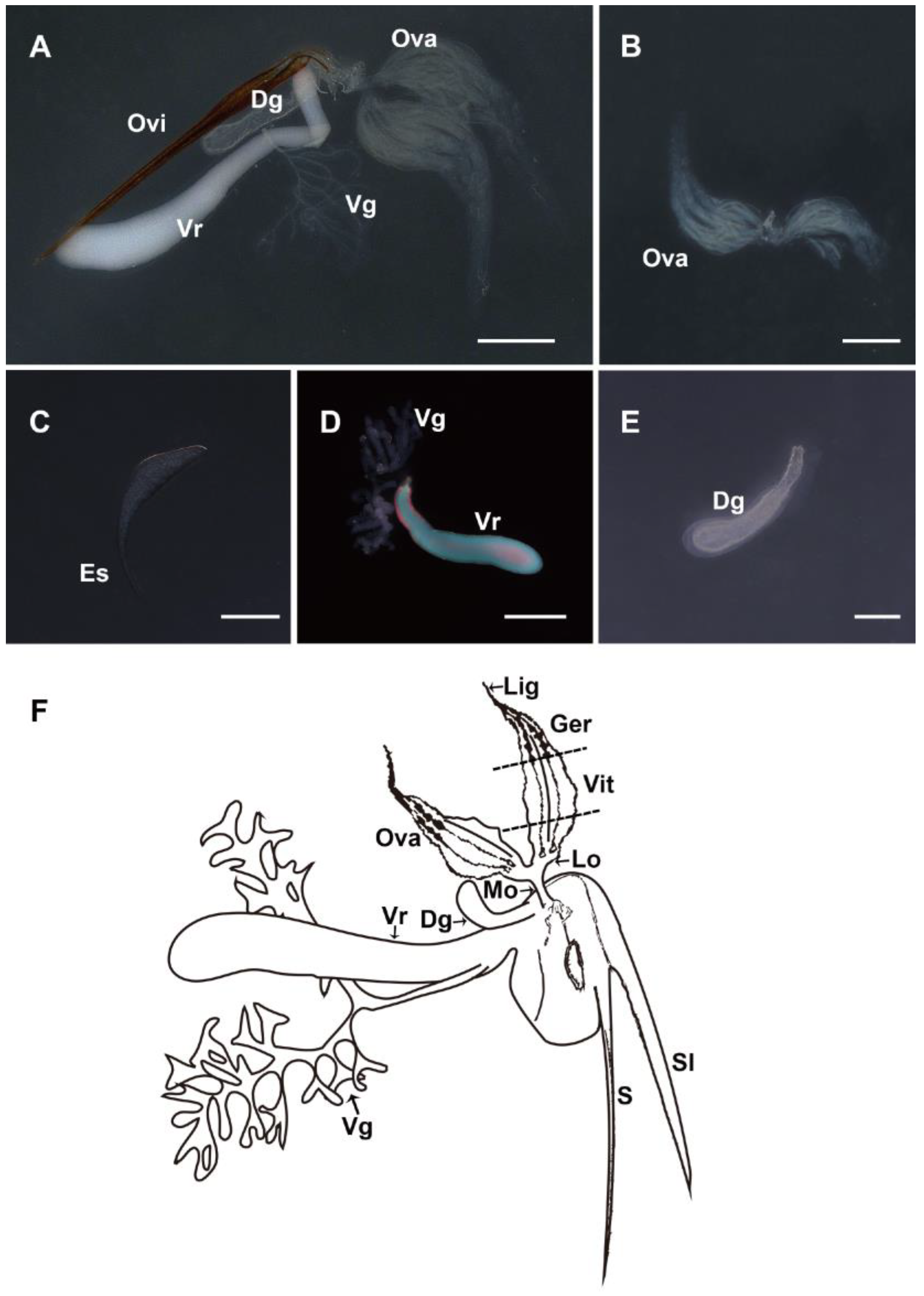 Biology 12 00713 g002 Biology 12 00713 g002