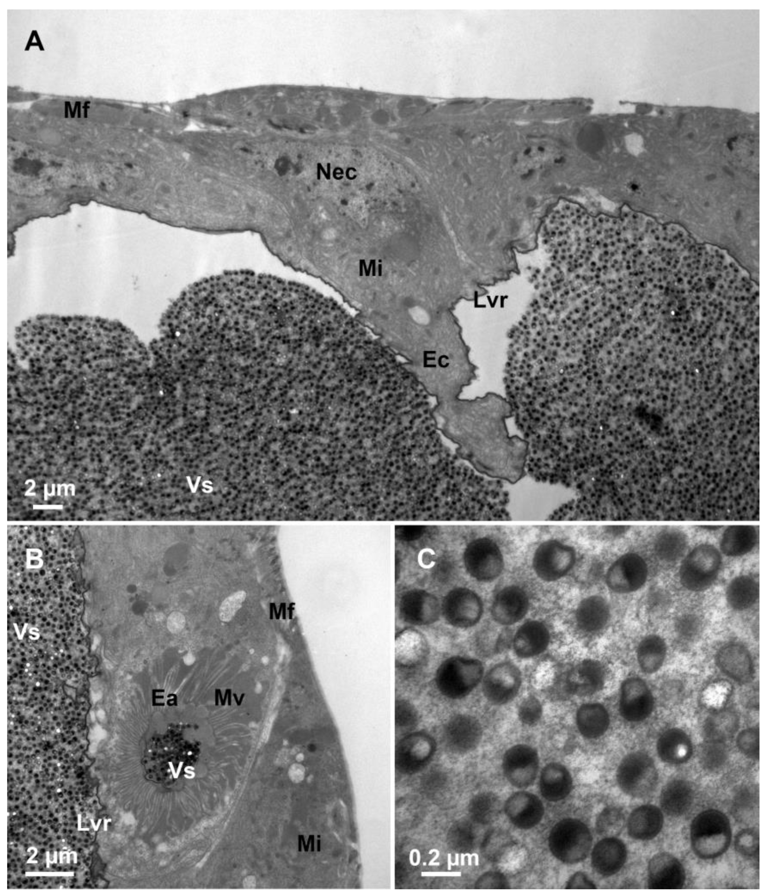 Biology 12 00713 g005 Biology 12 00713 g005