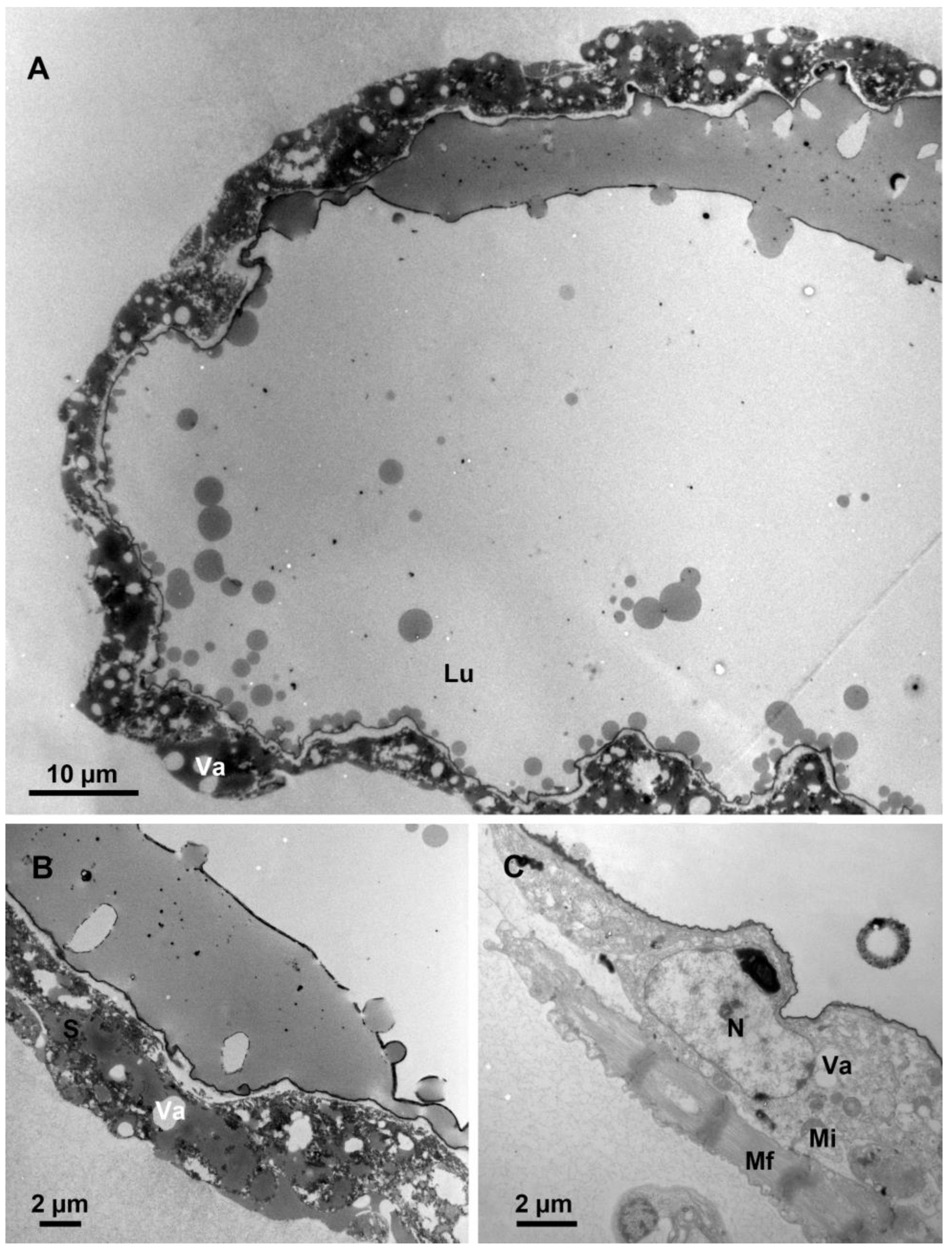 Biology 12 00713 g006 Biology 12 00713 g006