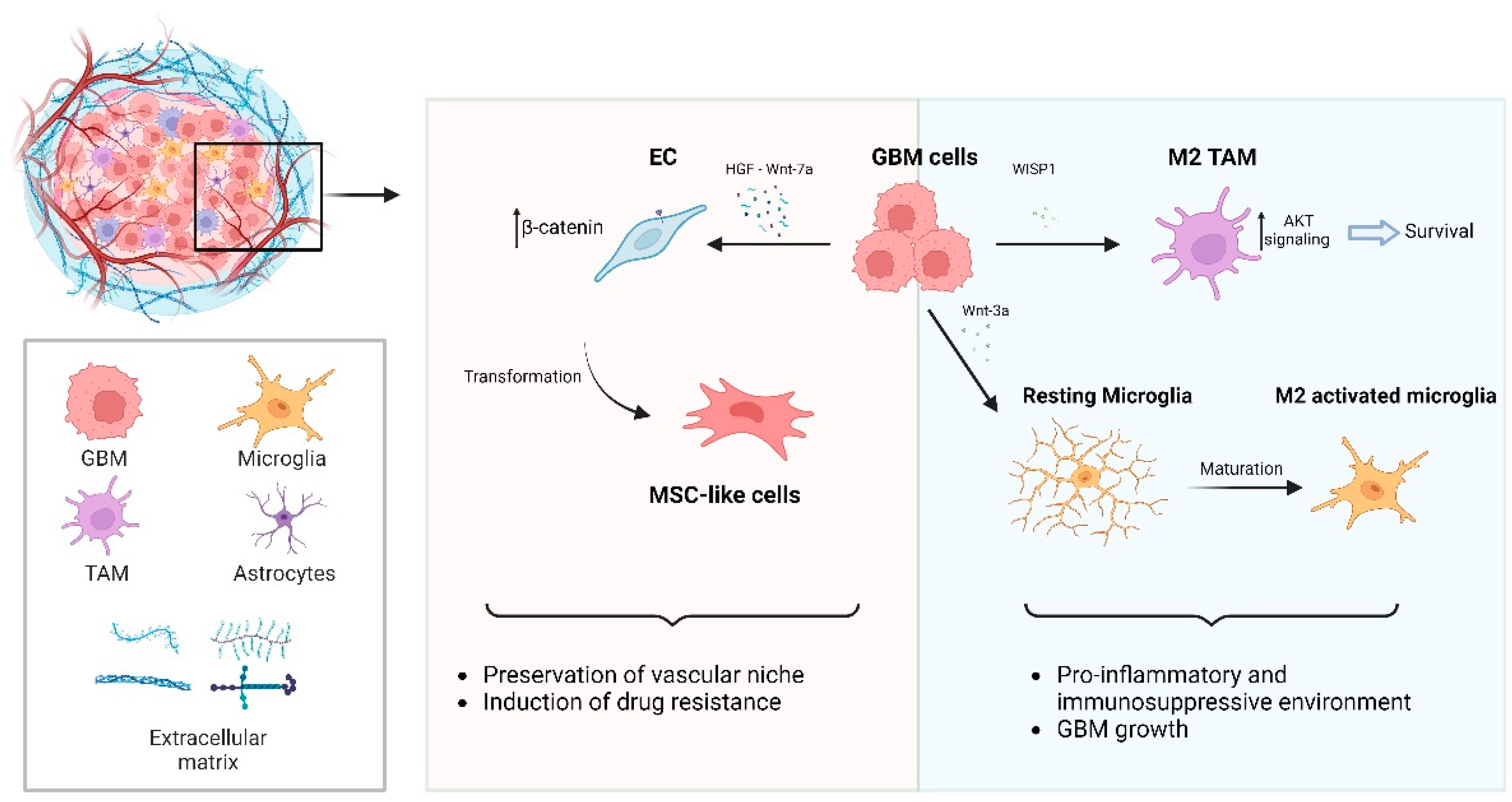 Biology 12 00729 g004 Biology 12 00729 g004