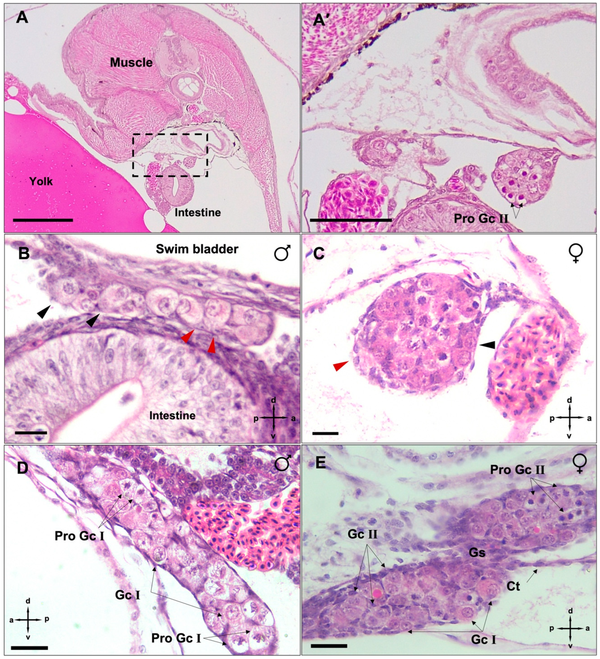 Biology 12 00731 g002a Biology 12 00731 g002a
