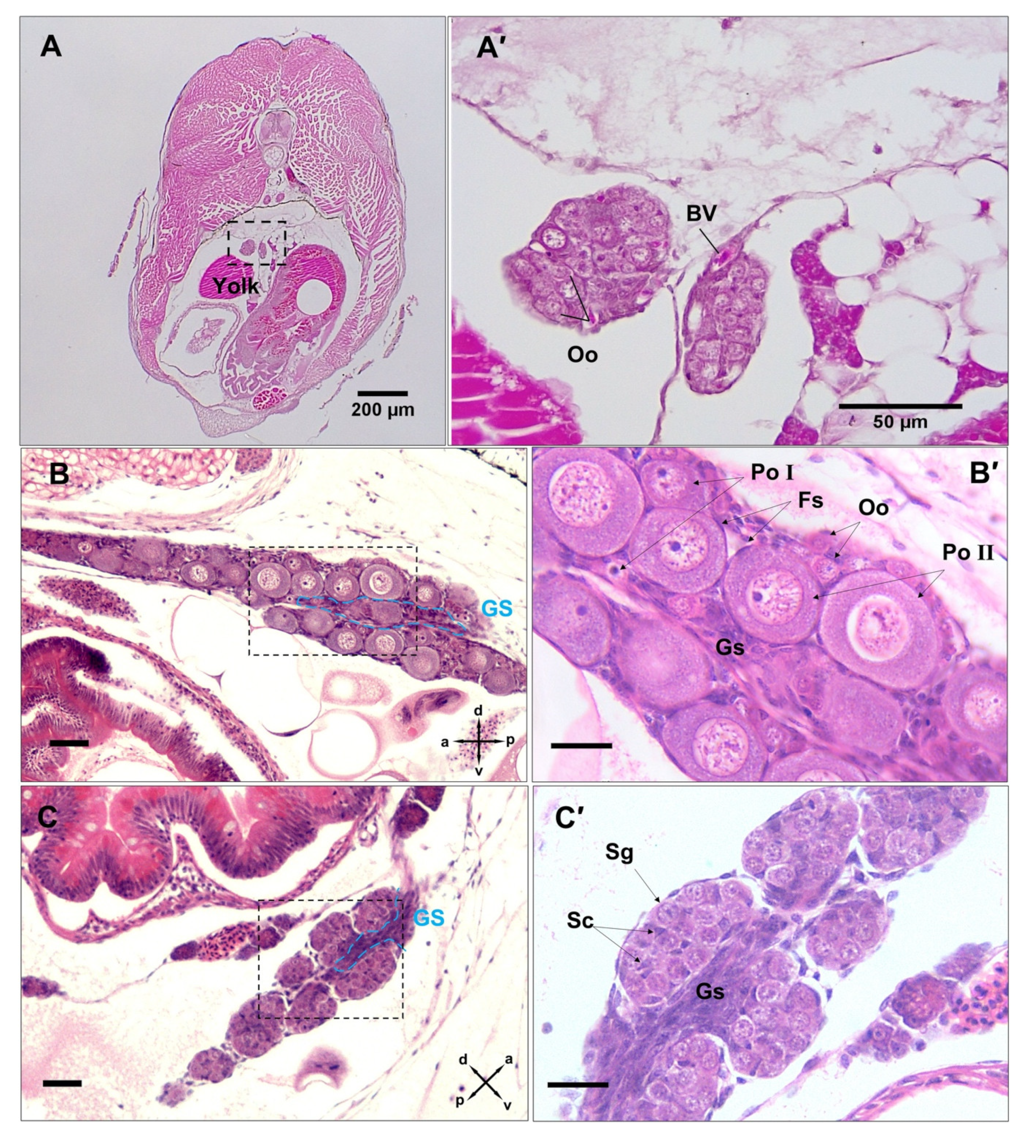 Biology 12 00731 g003 Biology 12 00731 g003