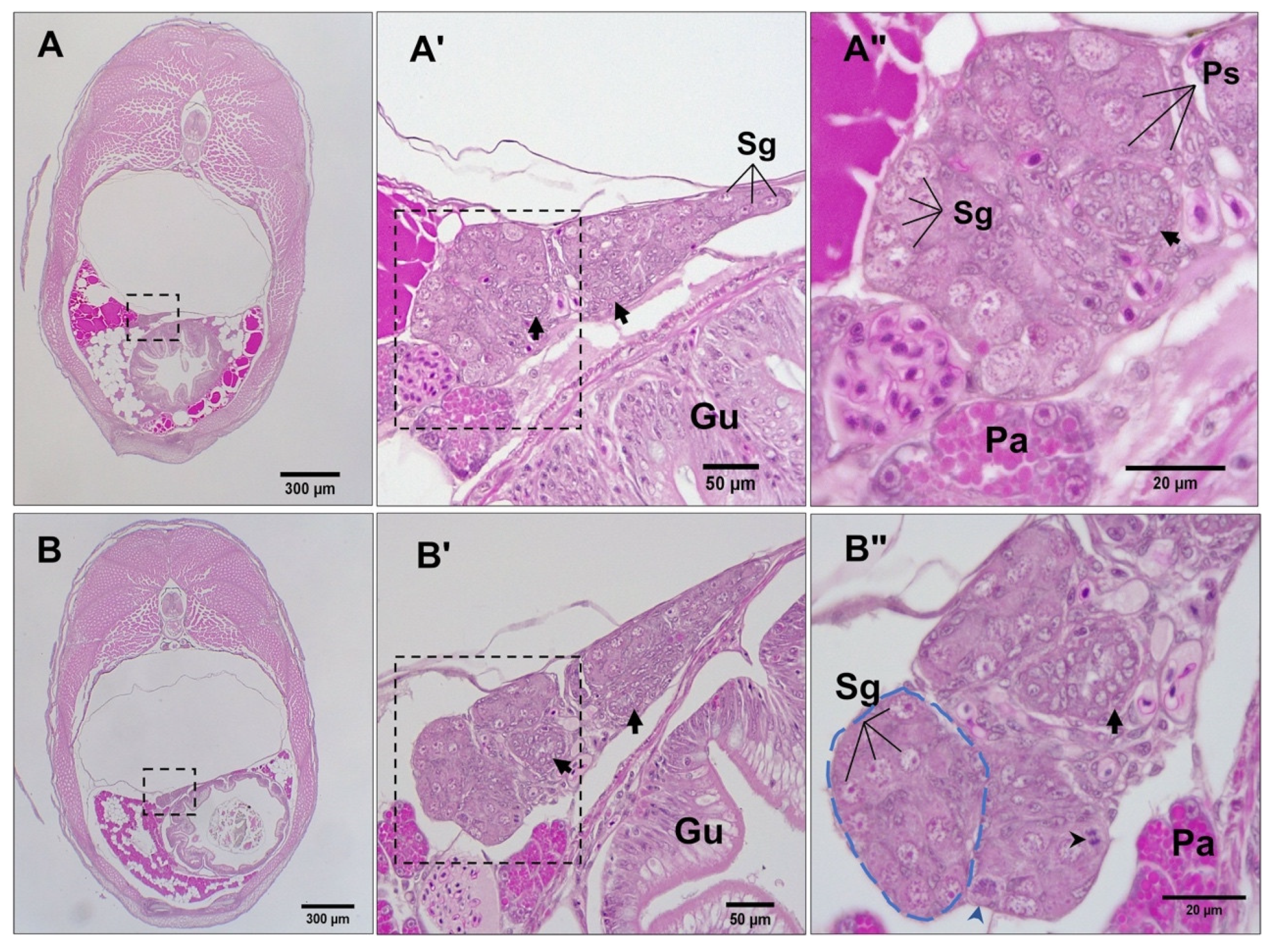 Biology 12 00731 g004 Biology 12 00731 g004