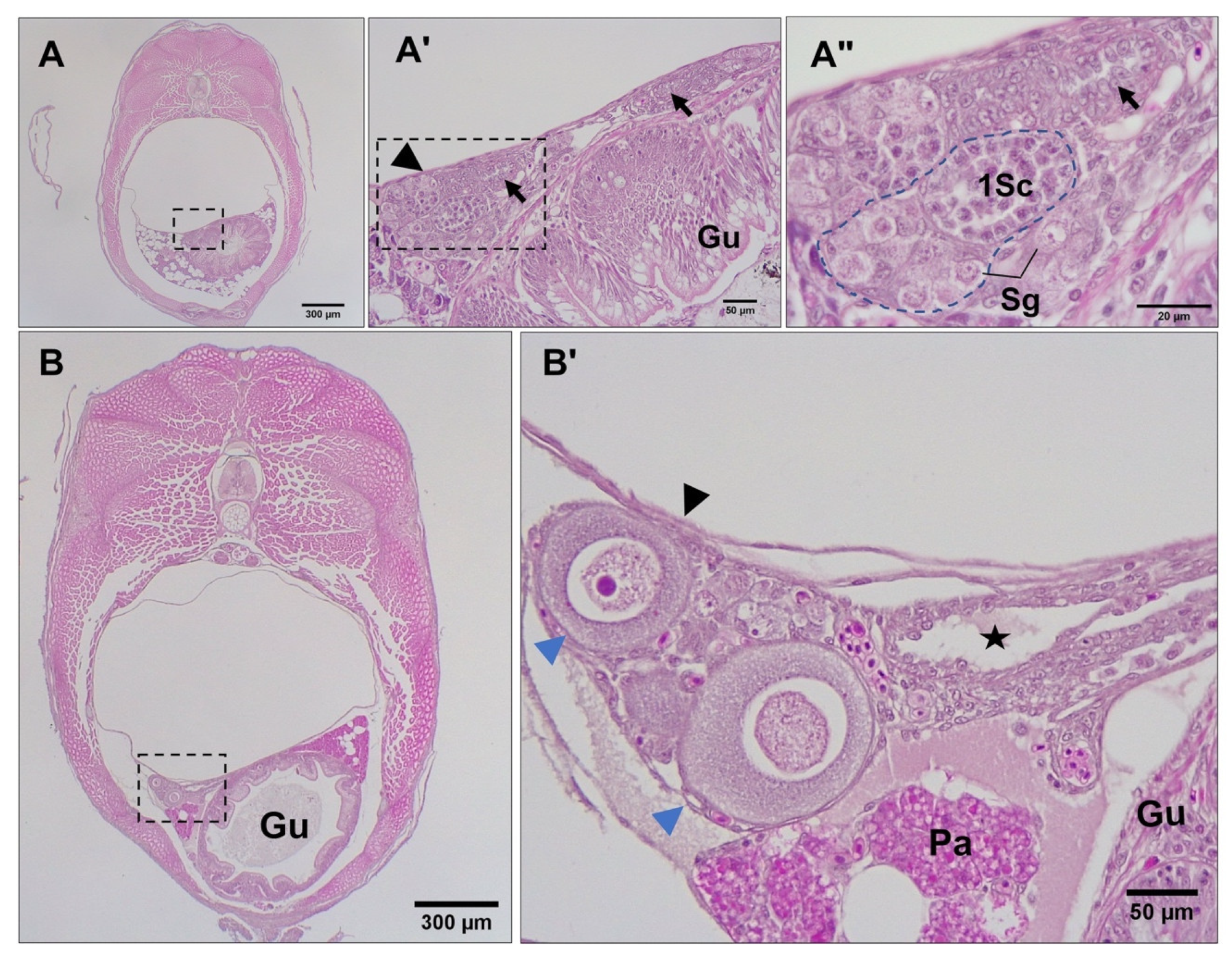 Biology 12 00731 g005 Biology 12 00731 g005