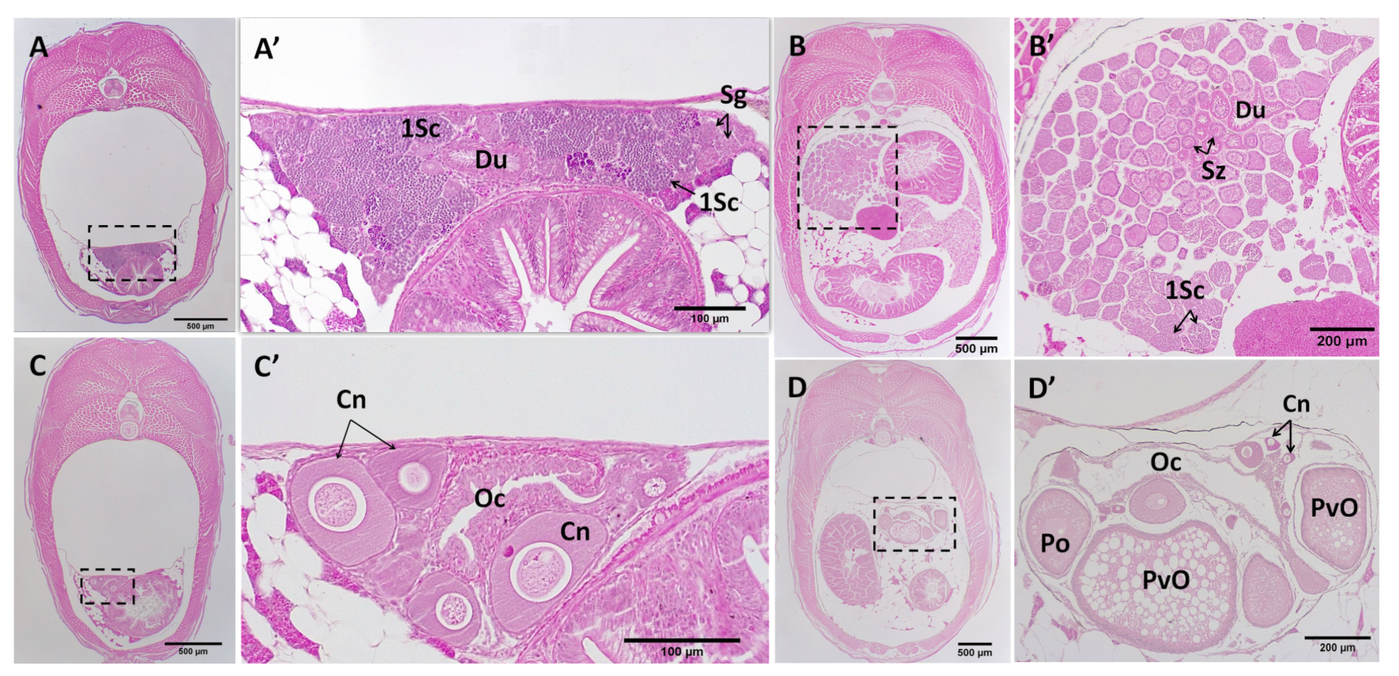 Biology 12 00731 g006 Biology 12 00731 g006