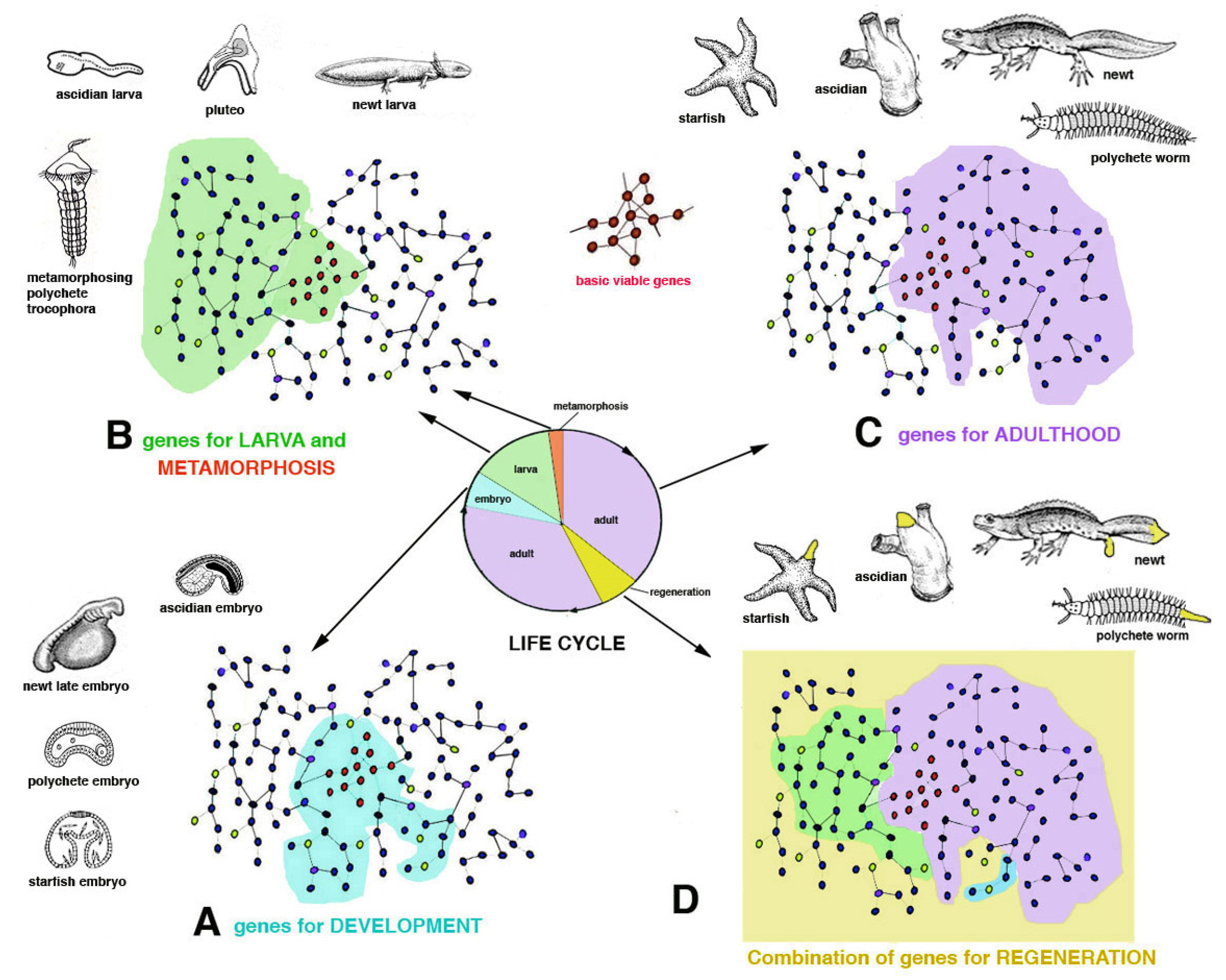 Biology 12 00733 g003