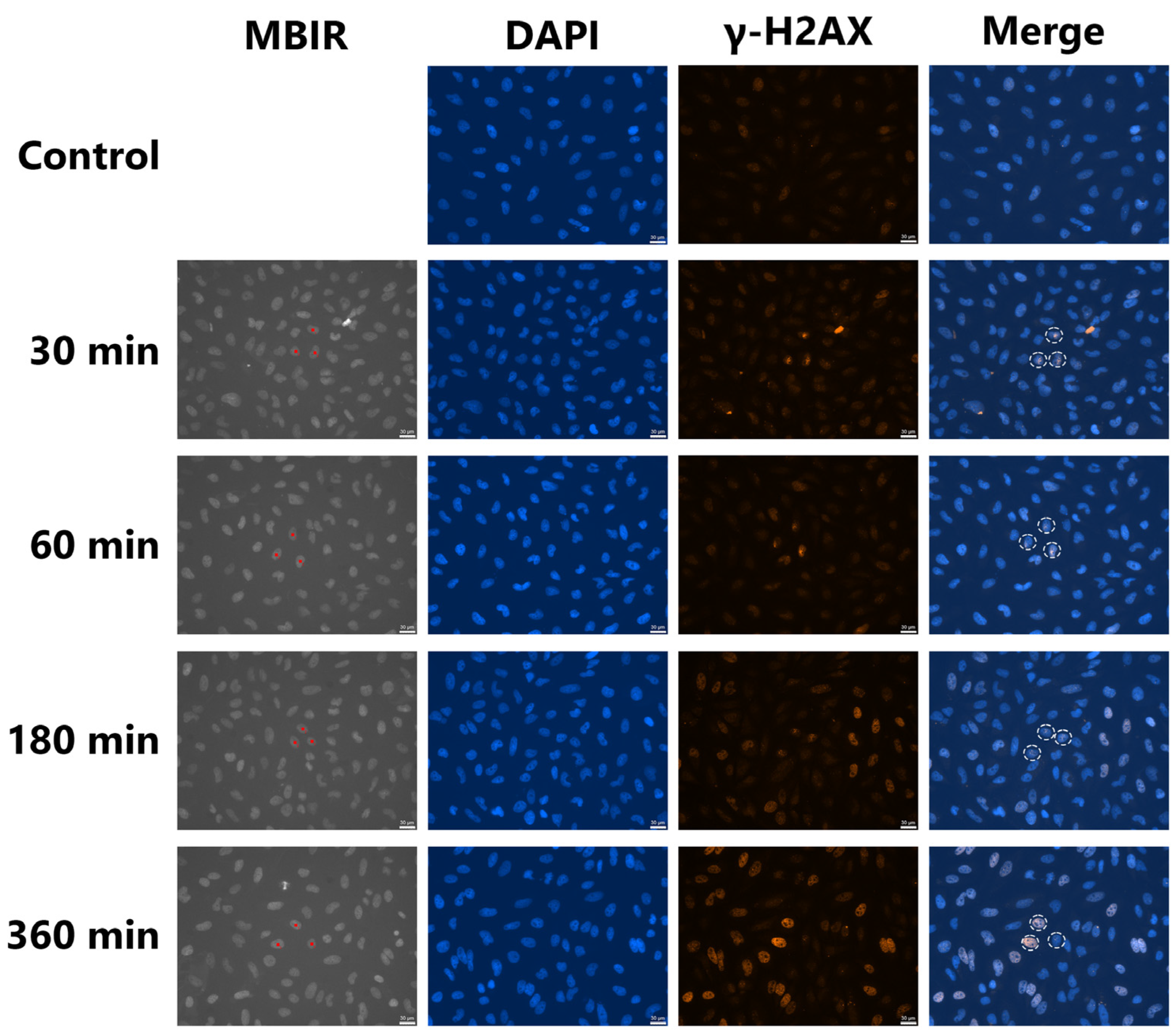 Biology 12 00734 g003 Biology 12 00734 g003