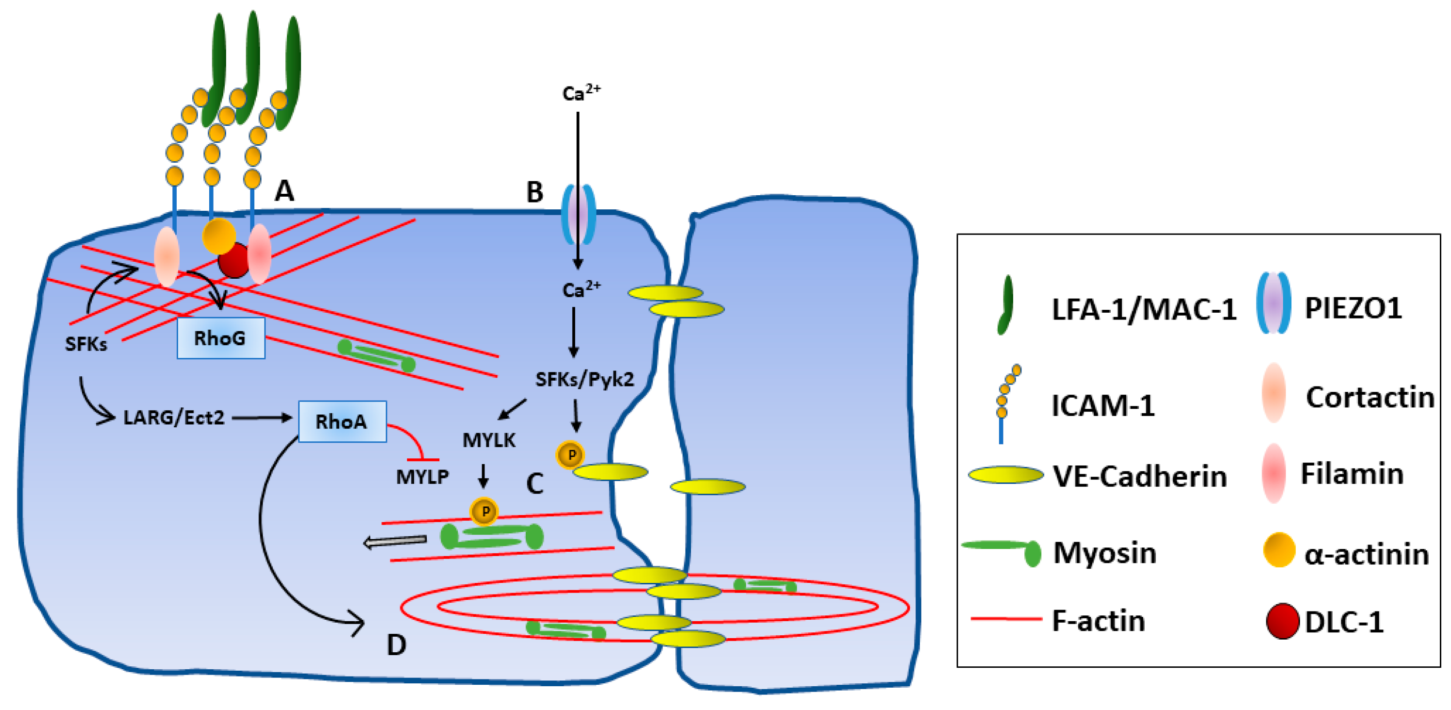 Biology 12 00743 g003 Biology 12 00743 g003