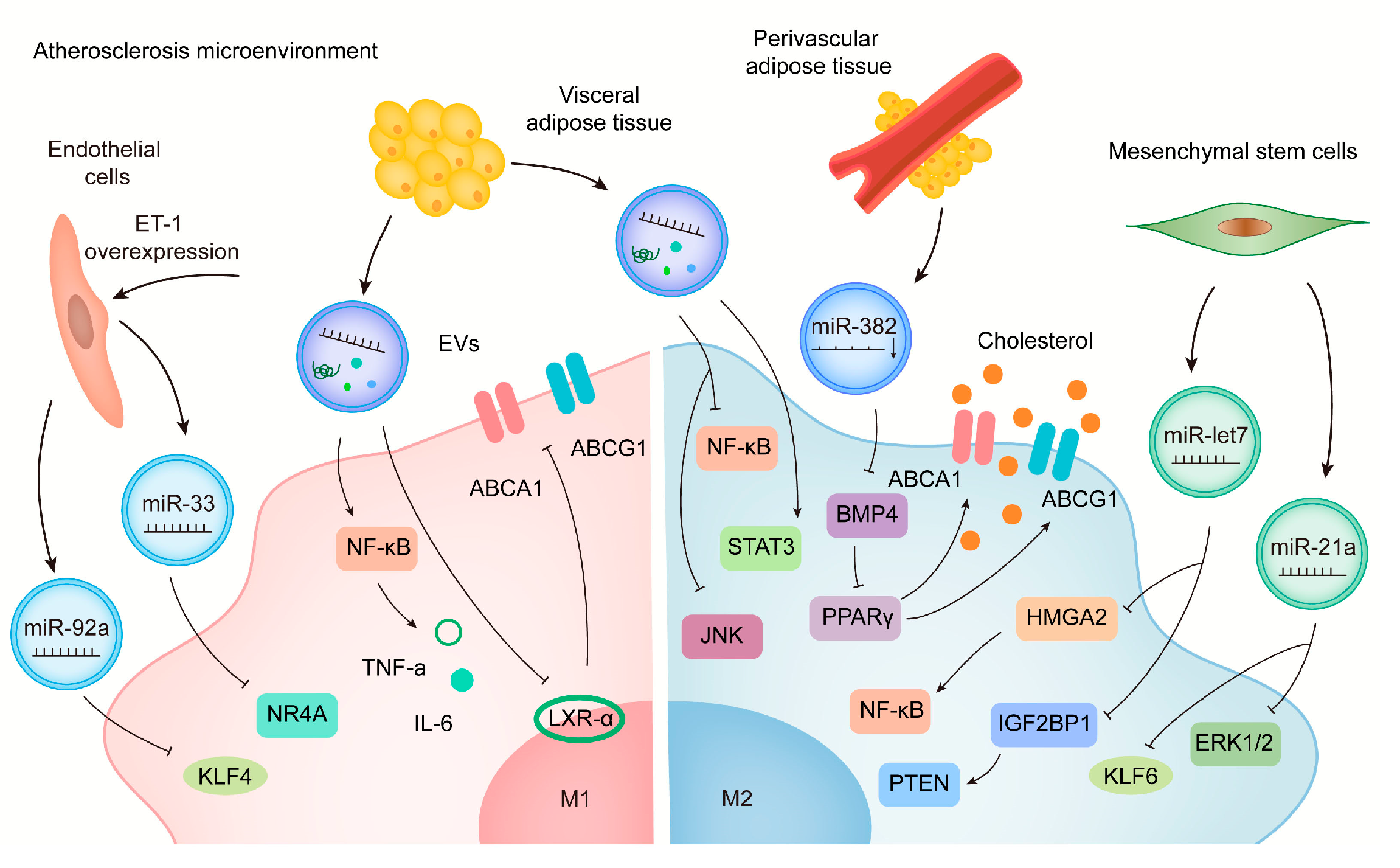 Biology 12 00745 g001 Biology 12 00745 g001