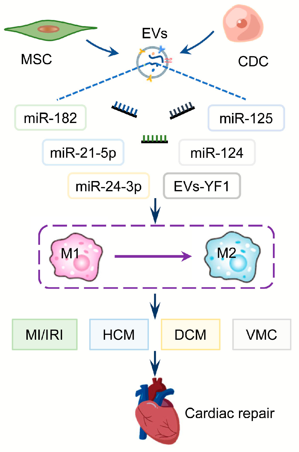 Biology 12 00745 g002 Biology 12 00745 g002
