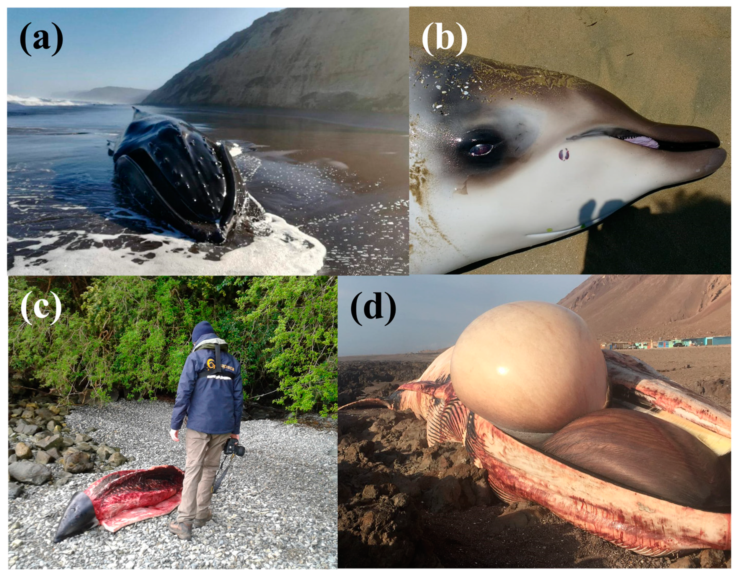 Biology 12 00748 g001