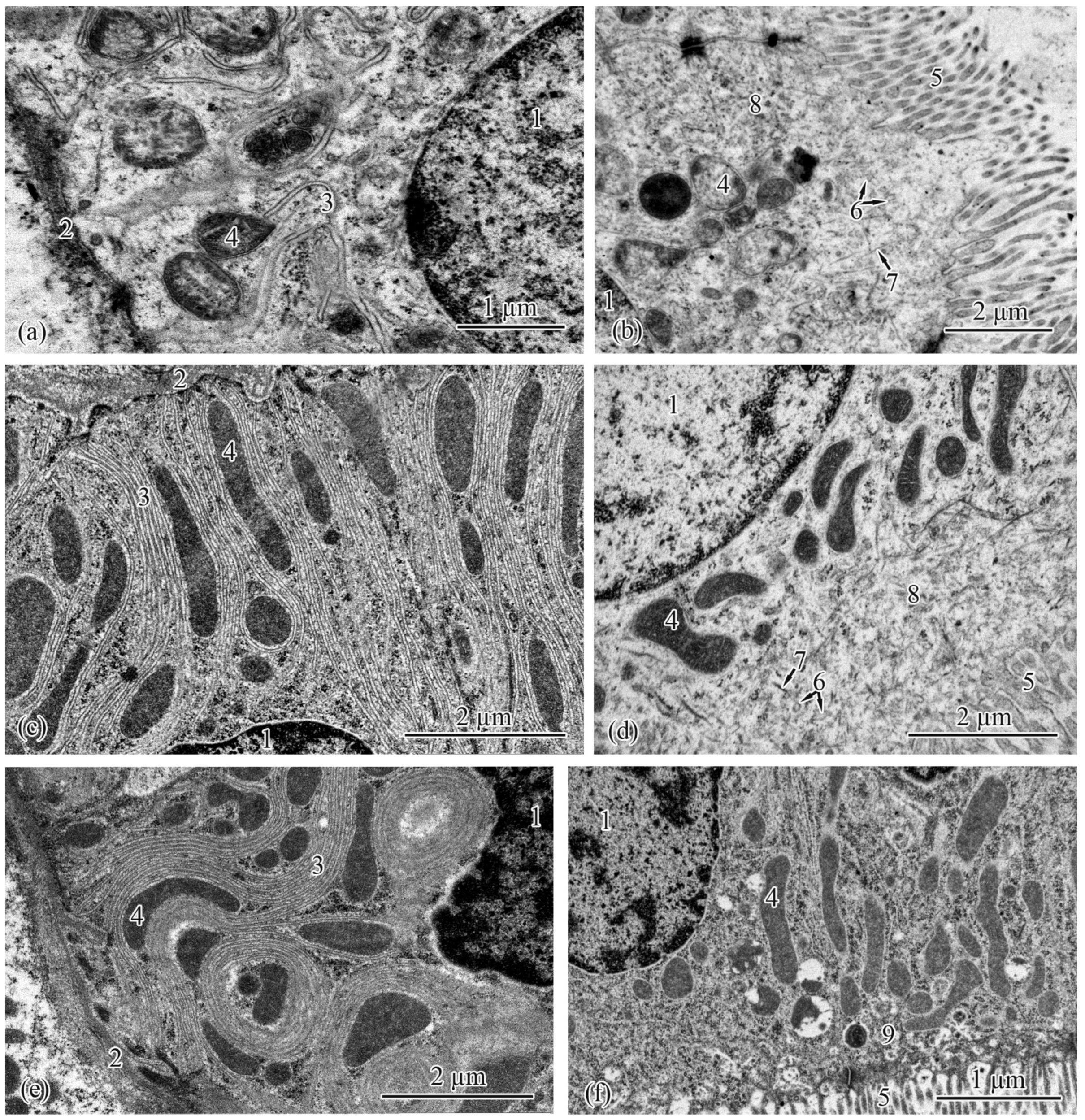 Biology 12 00750 g004 Biology 12 00750 g004