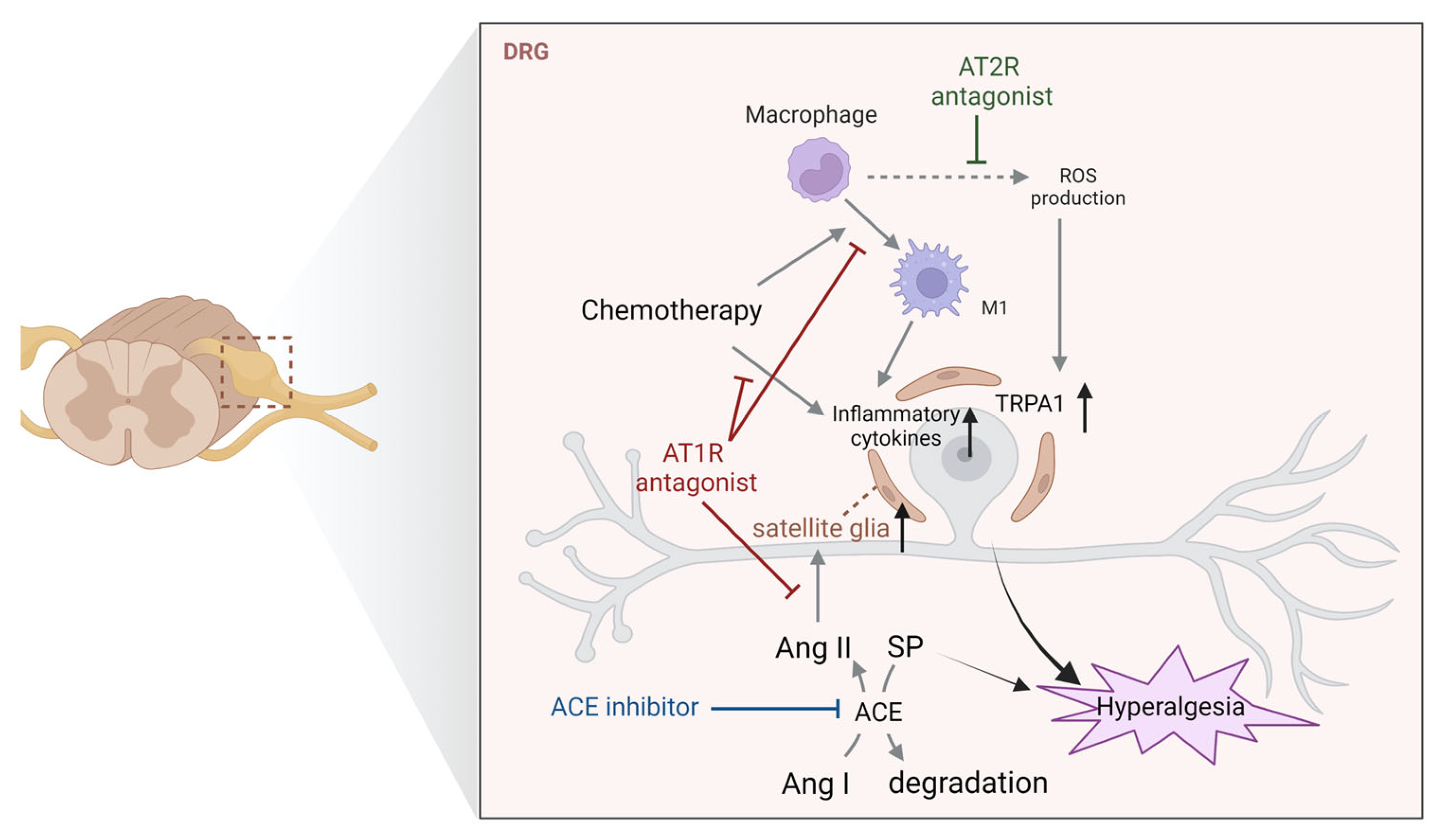 Biology 12 00755 g004 Biology 12 00755 g004