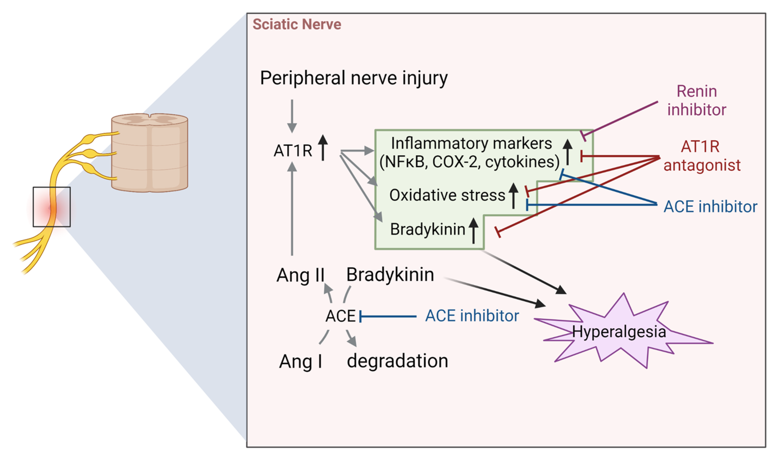 Biology 12 00755 g005 Biology 12 00755 g005