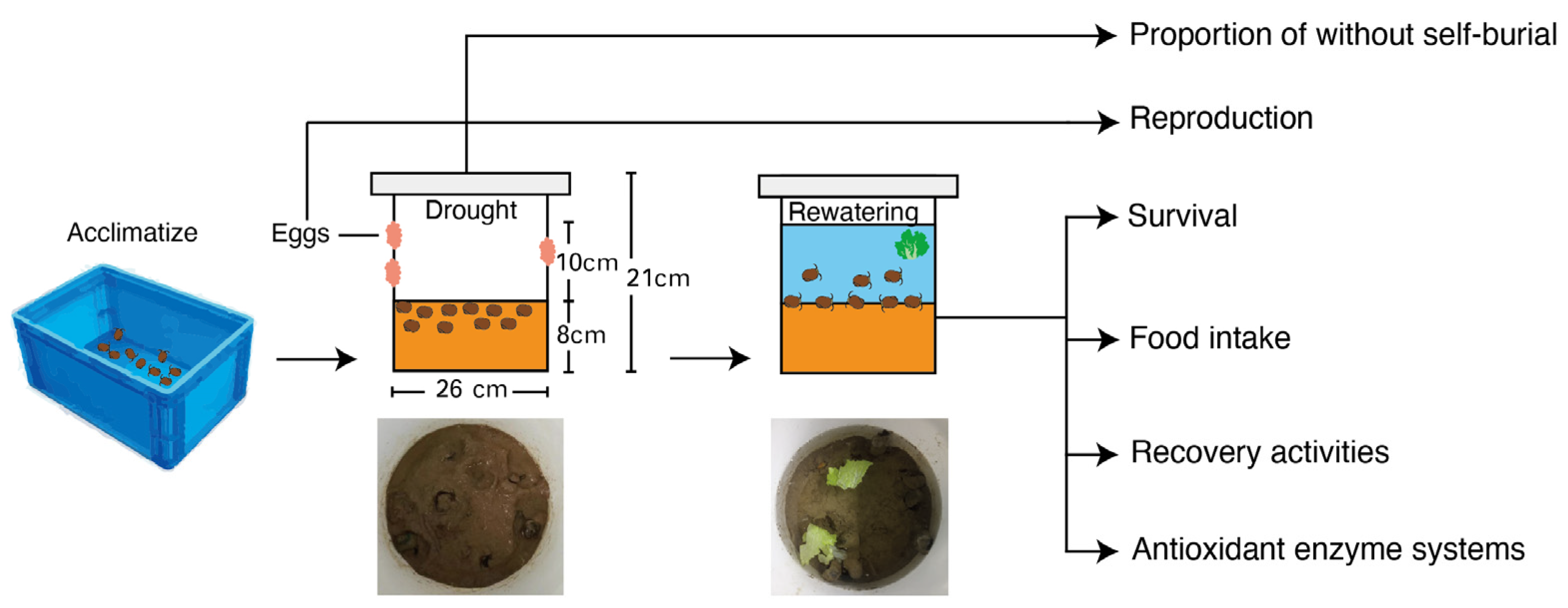 Biology 12 00768 g001