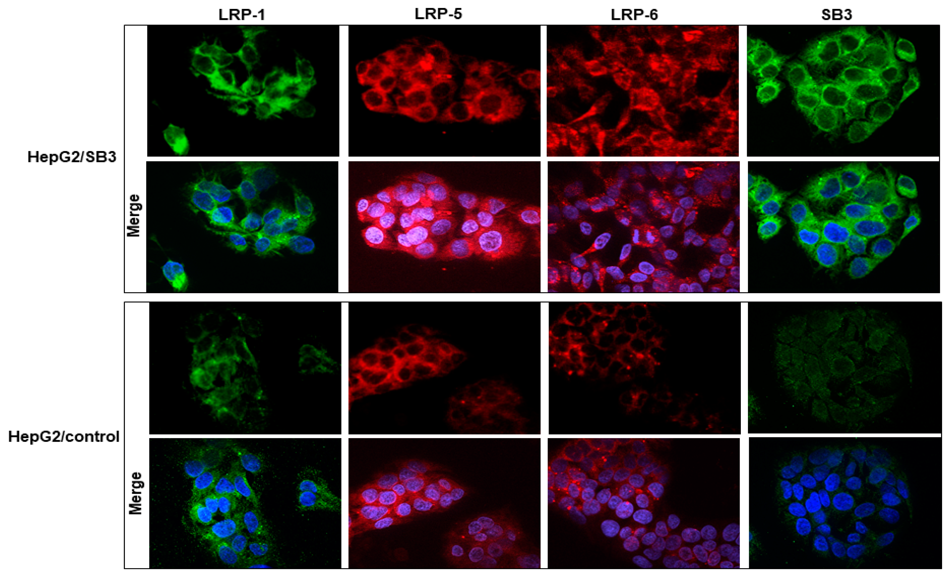 Biology 12 00771 g007 Biology 12 00771 g007