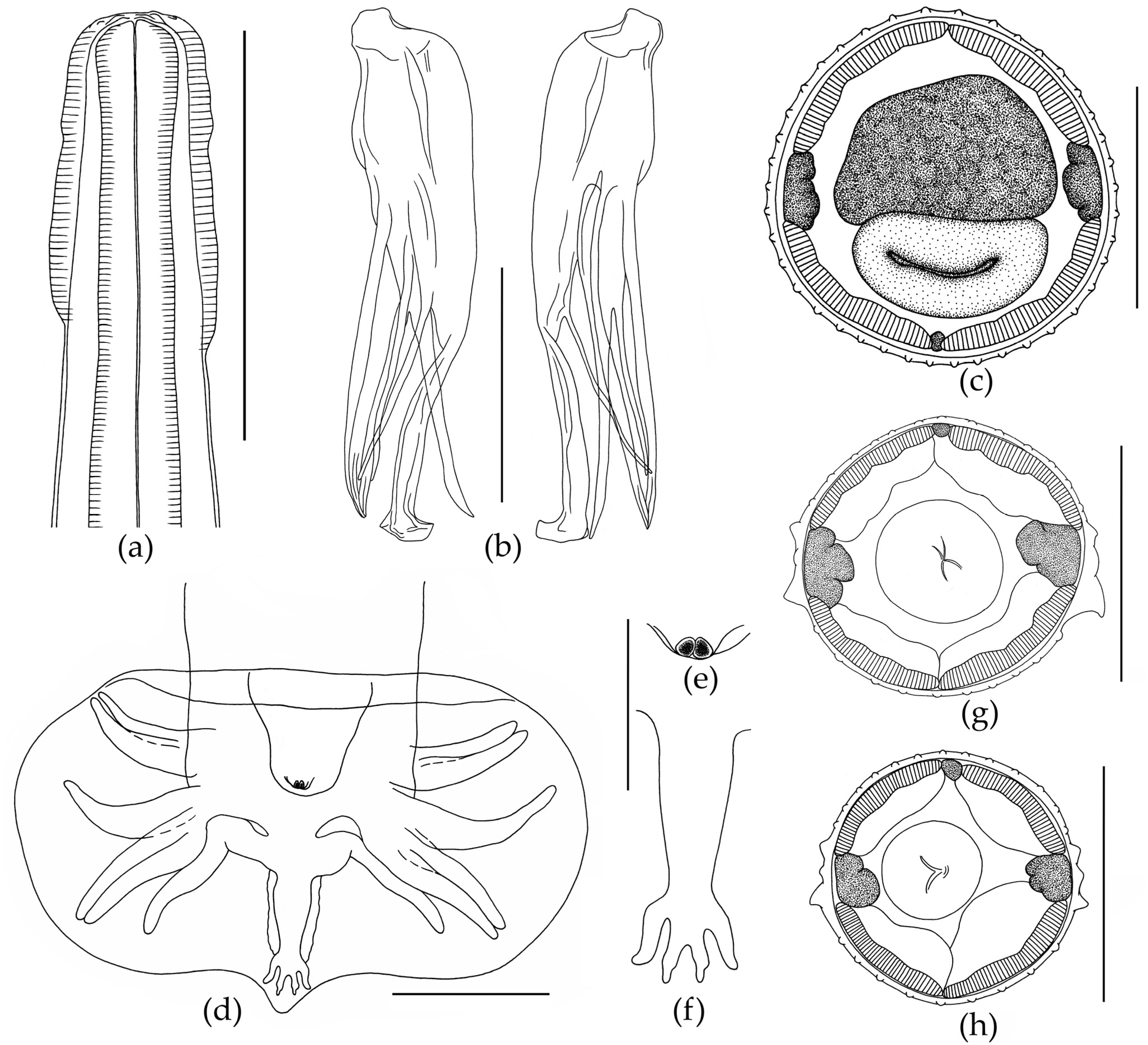 Biology 12 00772 g004 Biology 12 00772 g004