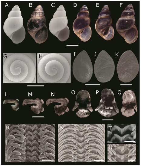 Biology, Free Full-Text